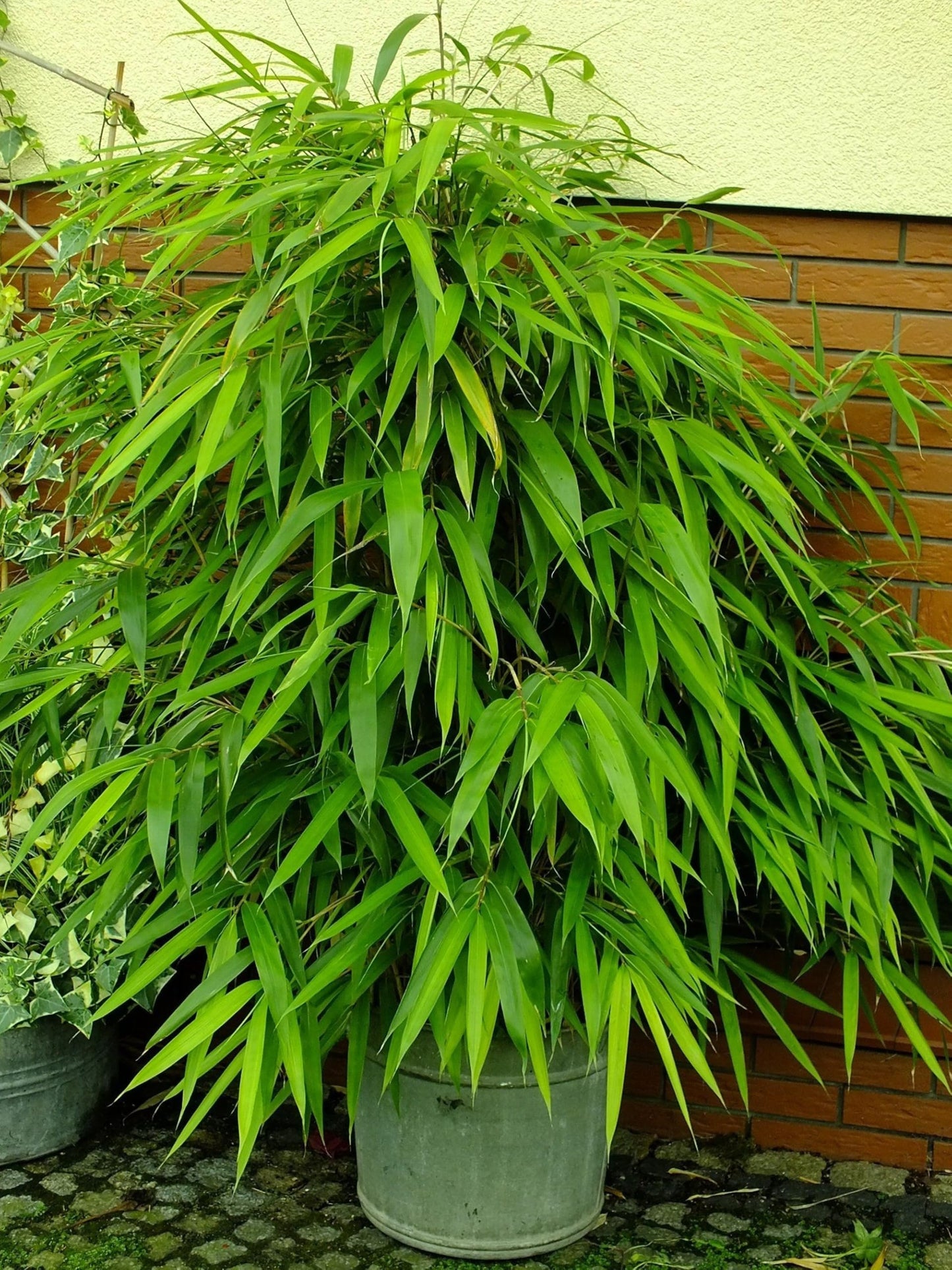 50 Arrow Bamboo Seeds Perennial Ornamental Seed Privacy