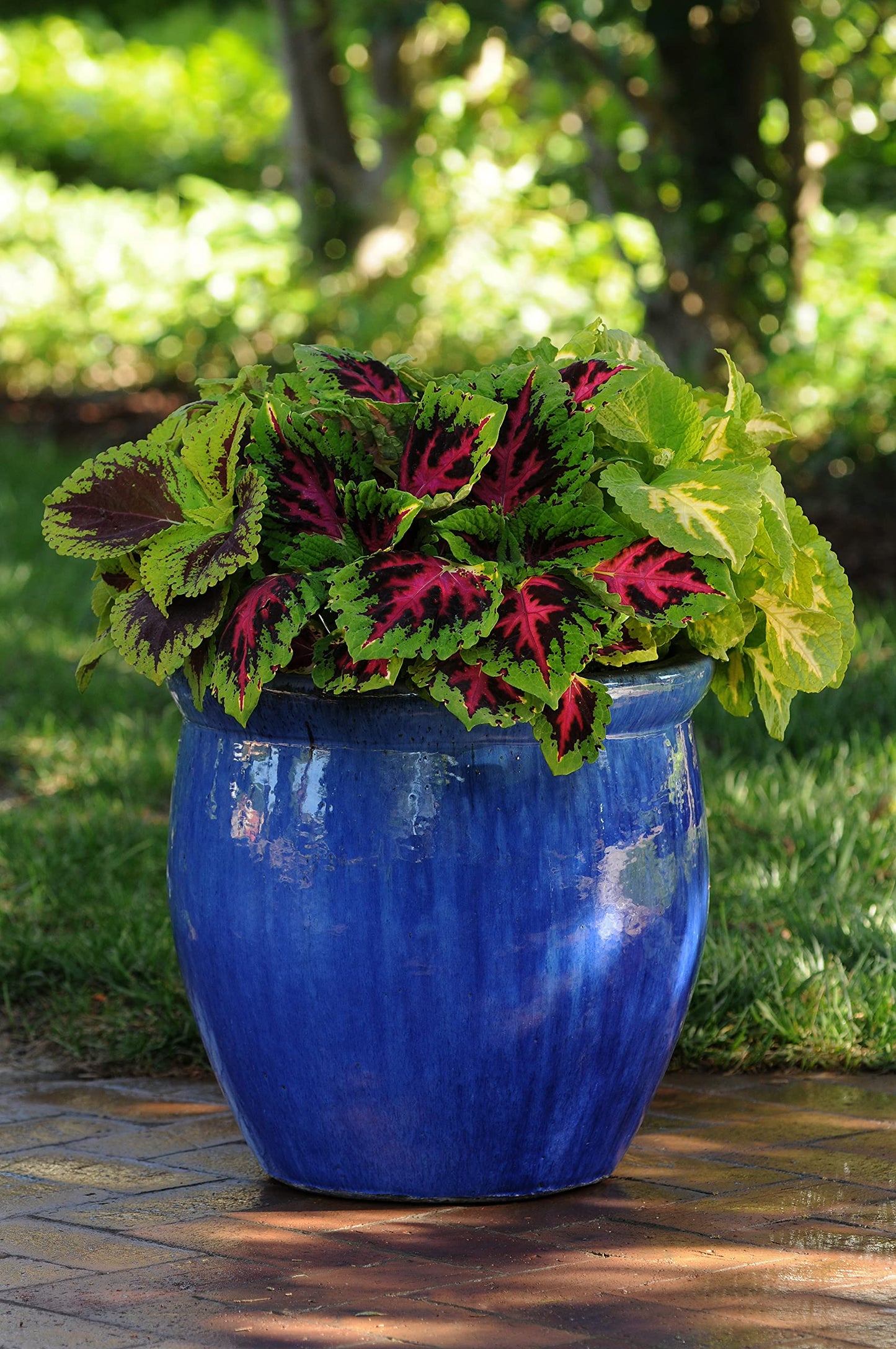 Live Coleus Plant, Shade Loving Outdoor Plants for Spring, Easy to Grow, Real Tender Perennial or Annual, Fast Growing, Great for Garden Containers, Unique Foliage