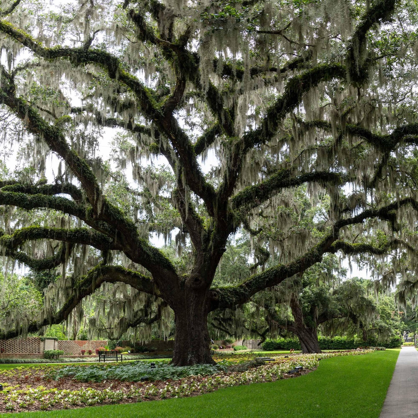 Perfect Plants Southern Live Oak in 1 Gallon Pot | Live Tree for Outdoor Planting | Fast Growing Shade Tree | Majestic Towering Landscape Oak | Green Leaf Canopy | Zones 7-10