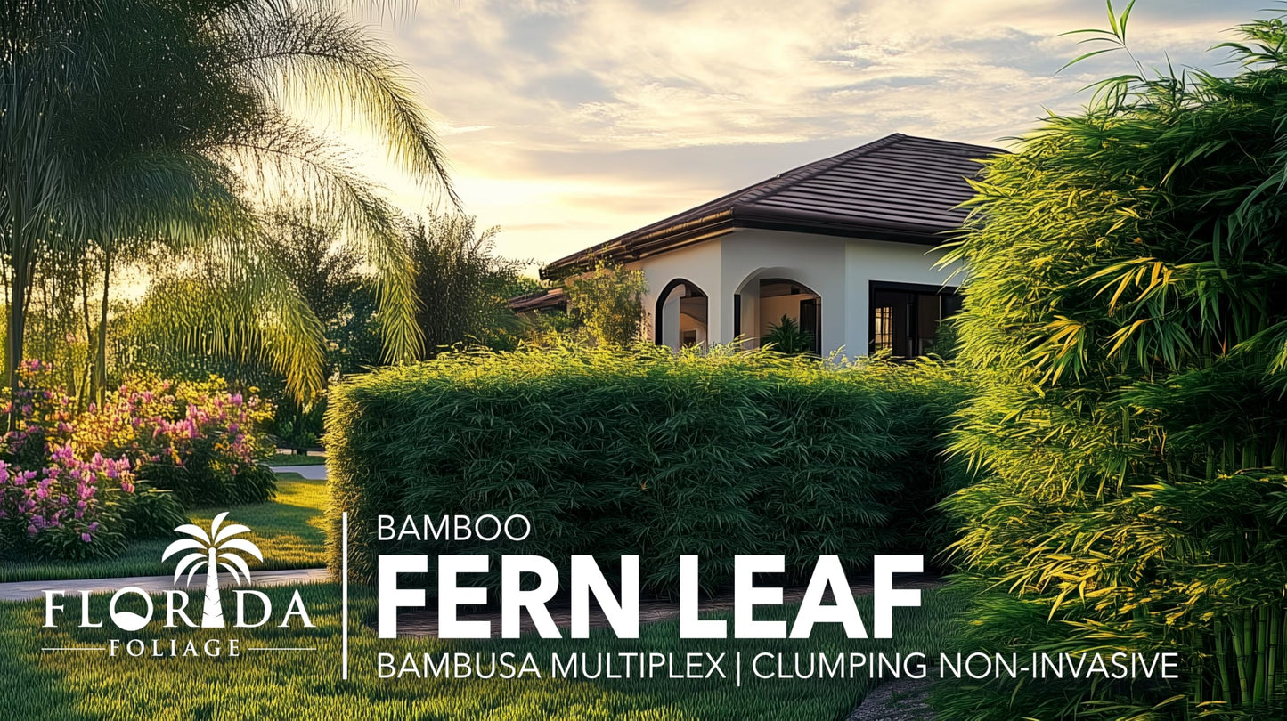 Fernleaf Bamboo | 1 Large Trade Gallon Size Plant | Bambusa multiplex | Clumping Bamboo Privacy Screens | Fast Growing Ornamental Hedge Gardens Walkways Borders Landscapes Foundation Accent Use