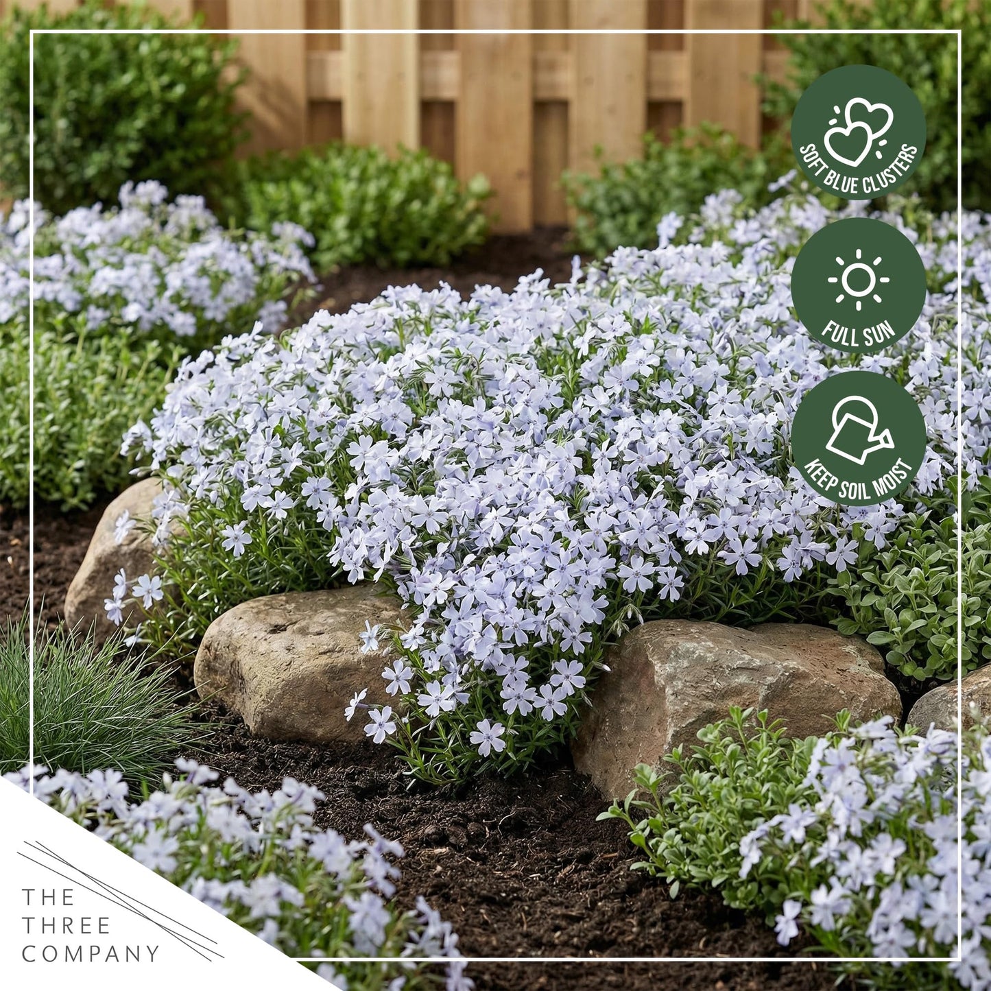 Live Creeping Phlox 2-Pack – Blue – Spring Groundcover Perennial, Sun Garden Plant, 6” Tall, 1 Qt Pot
