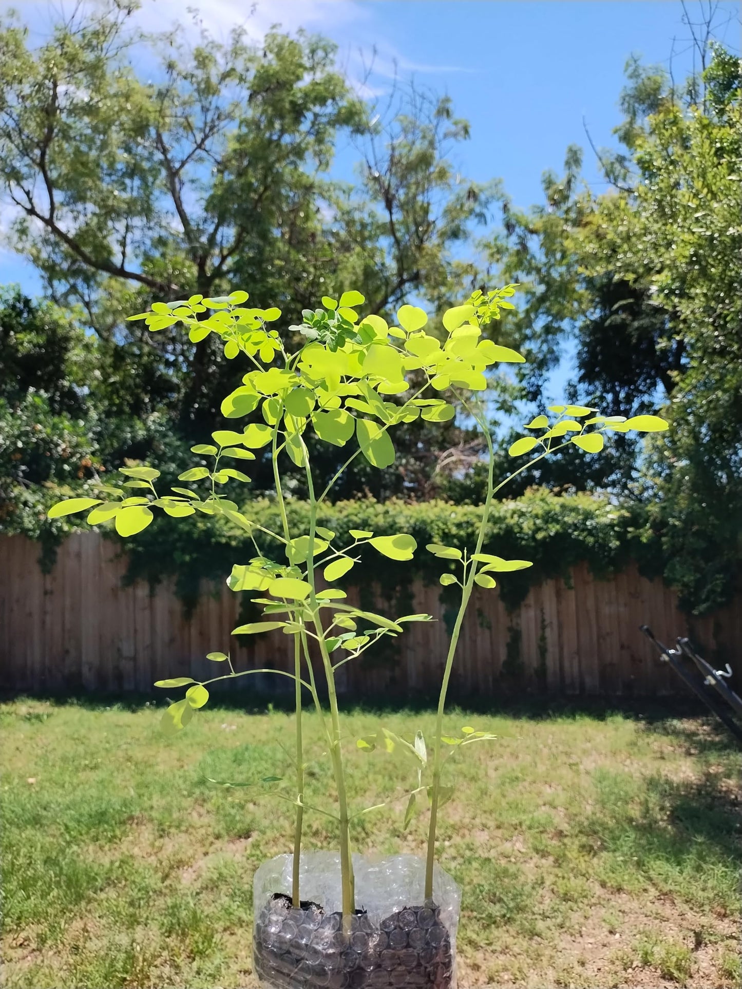 Generic Moringa Trees 3 Live Moringa Plants with Moringa Seeds - Organically Grown - Non-GMO - Miracle Tree - Moringa Oleifera - Herb, Green