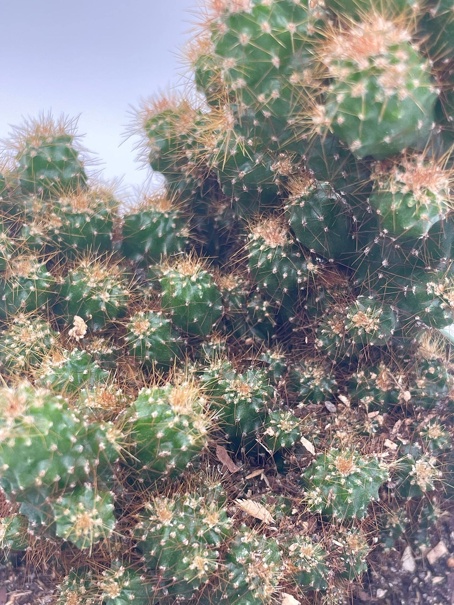 BubbleBlooms Peruvian Apple Cactus in a 6 inch Pot Crested, Repandus, uruguayanus, Hedge Cacti, Cereus