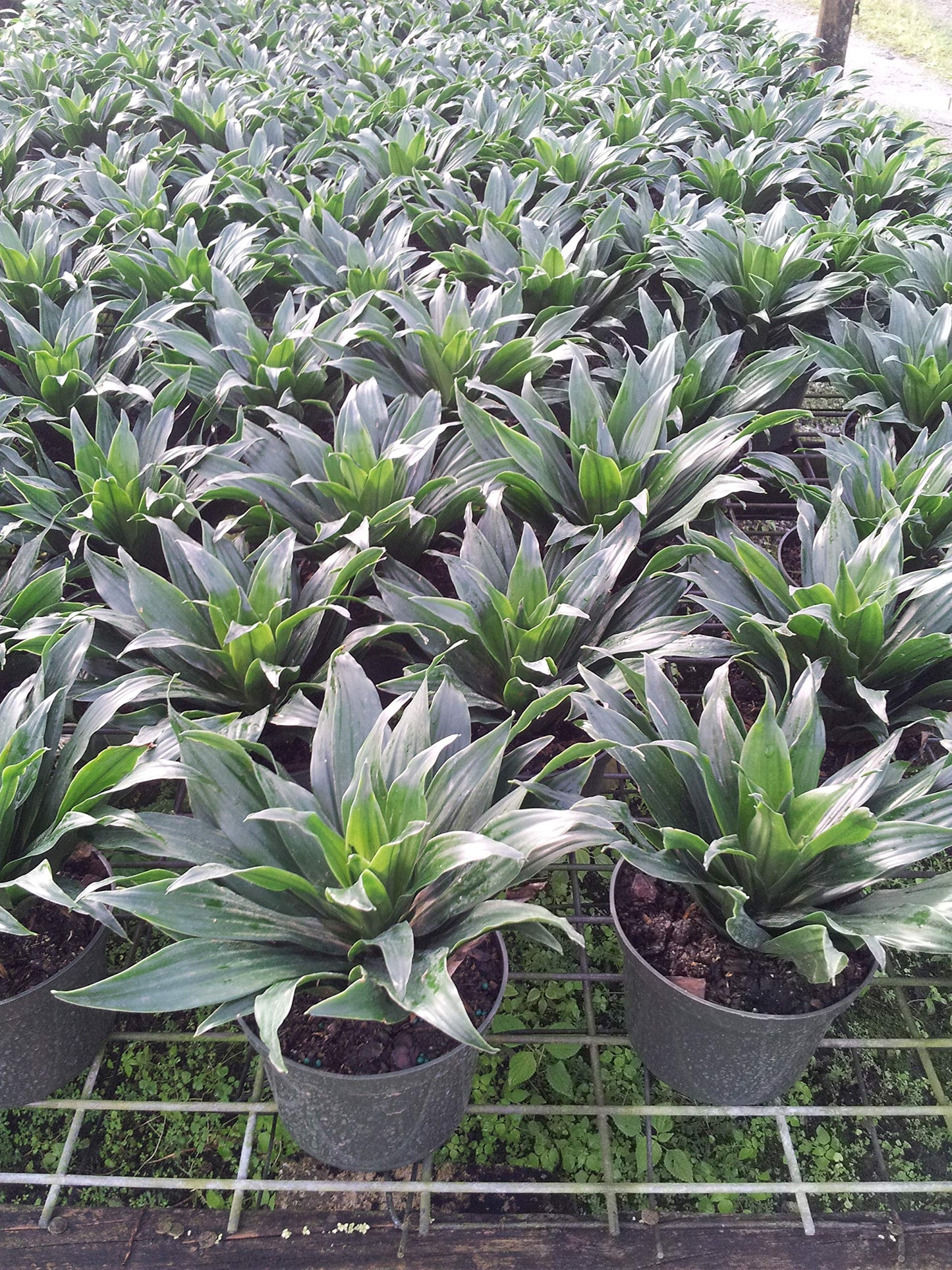 Dracaena Janet Craig Compacta - Live Plant in a 6 Inch Pot - - Dracaena Deremensis ‘Janet Craig Compacta’ - Florist Quality Low Maintenance Indoor Houseplant