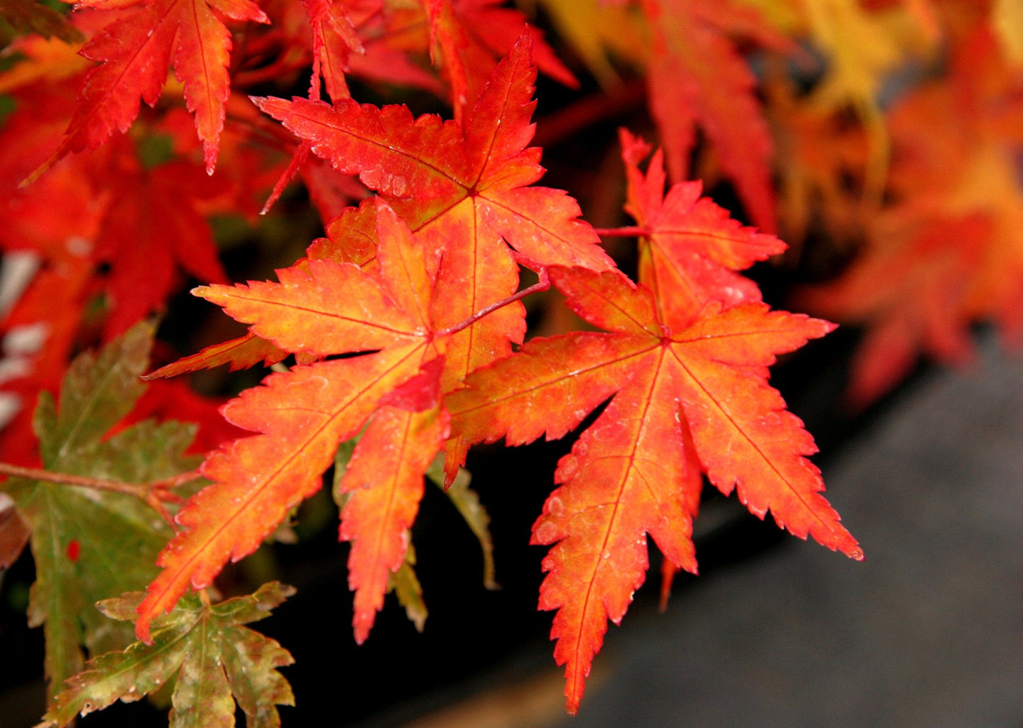 Coral Bark Japanese Maple Acer palmatum Sango Kaku 3 -Year Live Plant Brilliant Red Bark is Bright red, Year Round Beauty with a Spectacular Range of Leaf Color