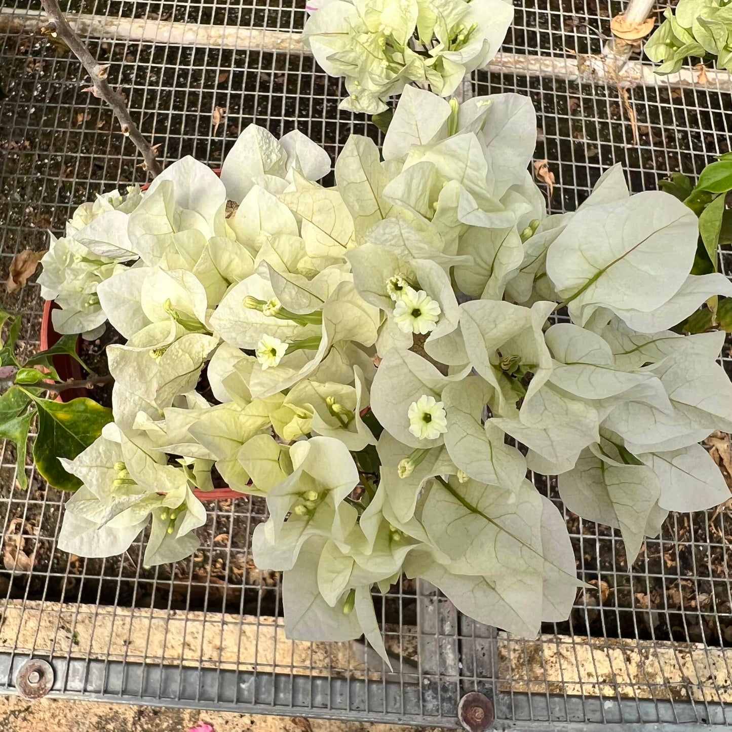 Live Plant - White Flower Plant/White Trinitaria (Bougainvillea Glabra Alba) Live Plant 1’-2’ Feet Tall