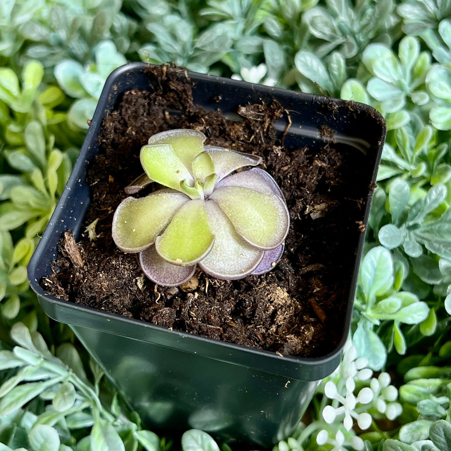 Live Pinguicula cyclosecta – Rare Violet-Toned Mexican Butterwort, Rosette-Forming Carnivorous Plant, Easy to Grow. Succulent-Like Carnivore Plant.