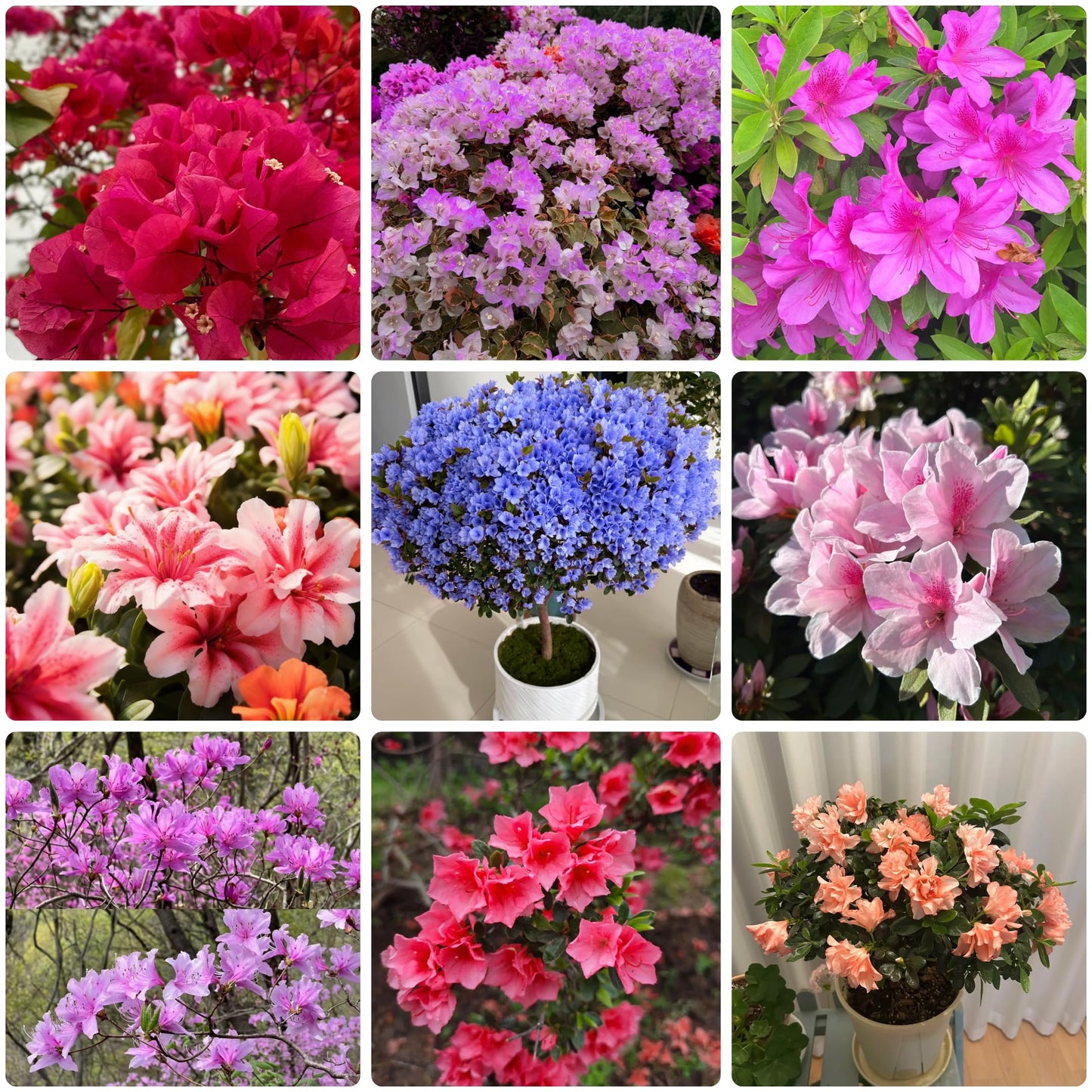 30 Azalea Seeds for Planting, Mixed Color Rhododendron Flower Seeds, Non-GMO Heirloom Azalea Seed for Home Garden Outdoor