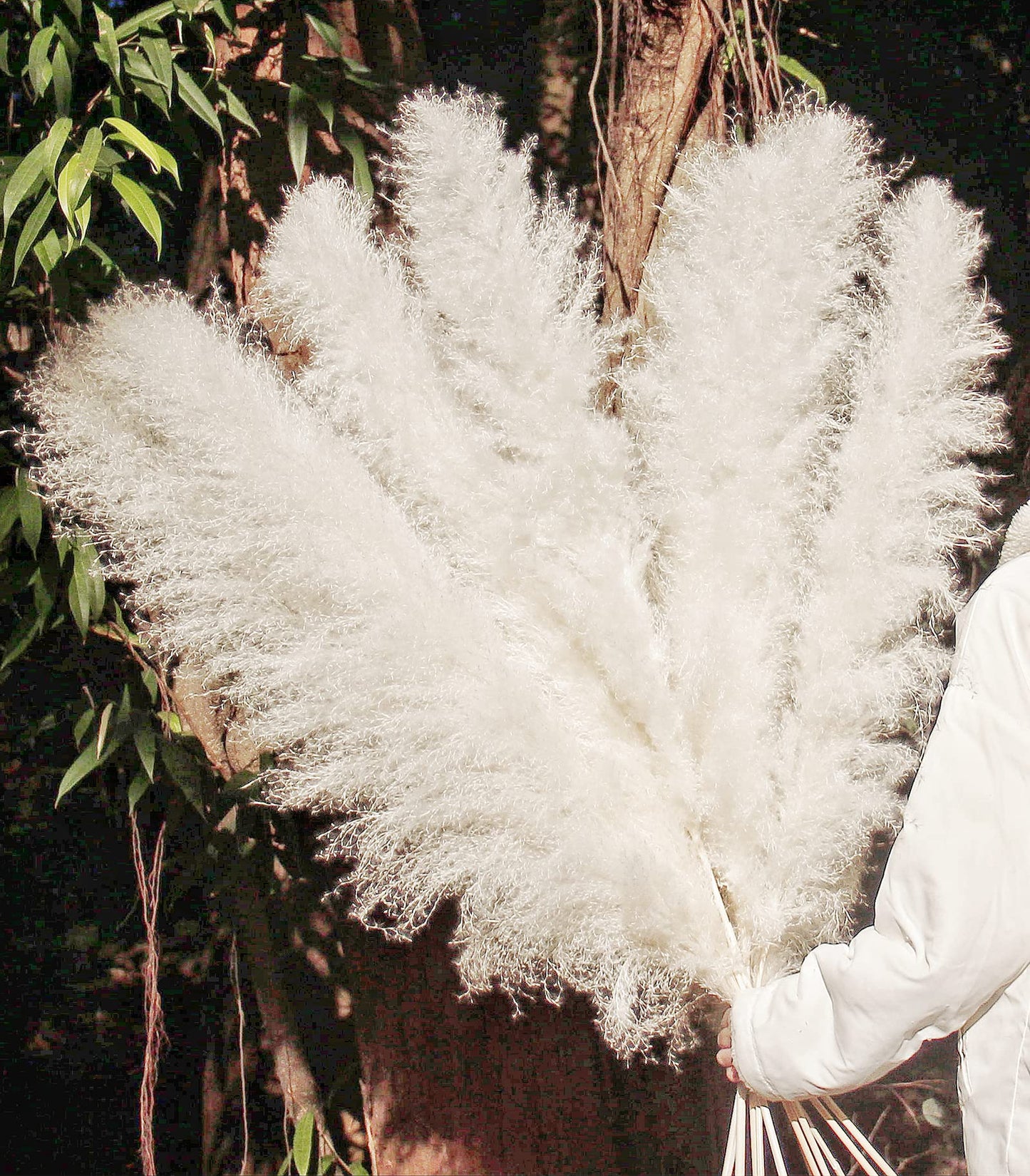 Bannifll 46 Inch 10 Stems White Pampas Grass Decor Tall, Dried Plants, Natural Dried Flowers for Wedding, Natural Home Decor, Wall Grass, Glam Decor