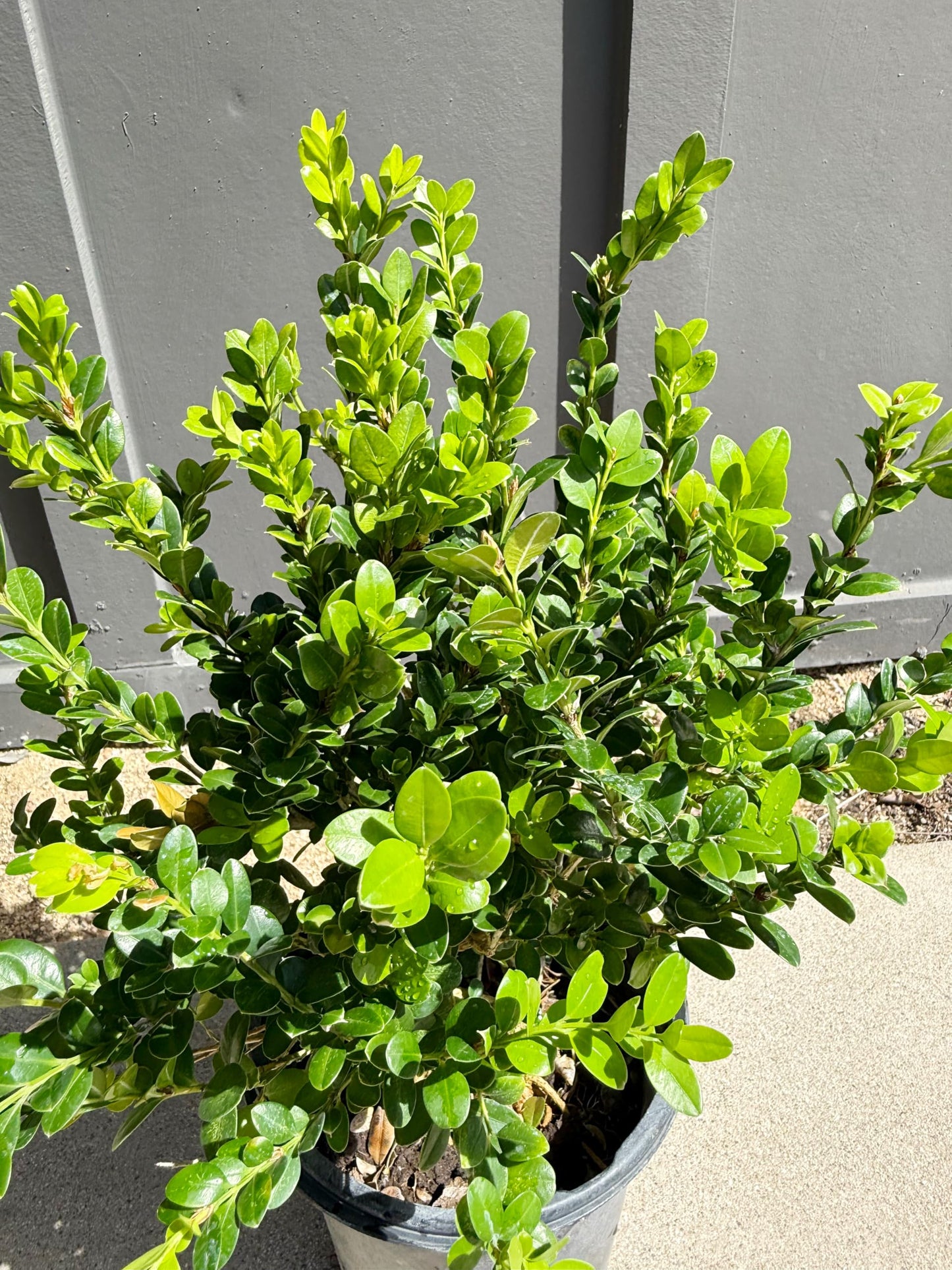 My Shelfie – Green Beauty Boxwood (Buxus microphylla ‘Green Beauty’), 1-Gallon Live Evergreen Shrub for Hedges, Borders, Topiary, and Outdoor Landscape Décor (1)