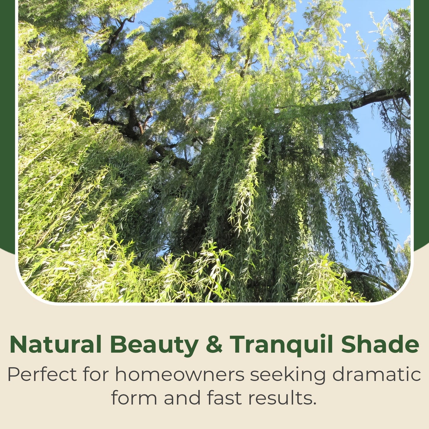 Weeping Willow Live Deciduous Shade Tree w/Graceful Draping Branches Grow Up to 50 ft in 3 Gal Grower Pot – Outdoor Landscape Tree for Yards & Gardens, Full Sun to Part Shade, Zones 6–8, 1-Pack