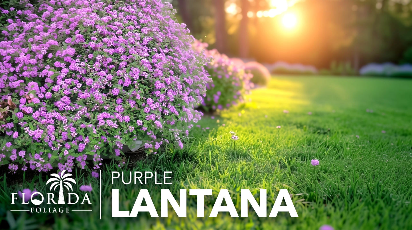 Lantana Purple | 10 Live Plants | Lantana montevidensis | Purple Flowers | Outdoor Landscapes | Heat Tolerant Groundcover | Containers Slopes Borders Pathways Garden Beds