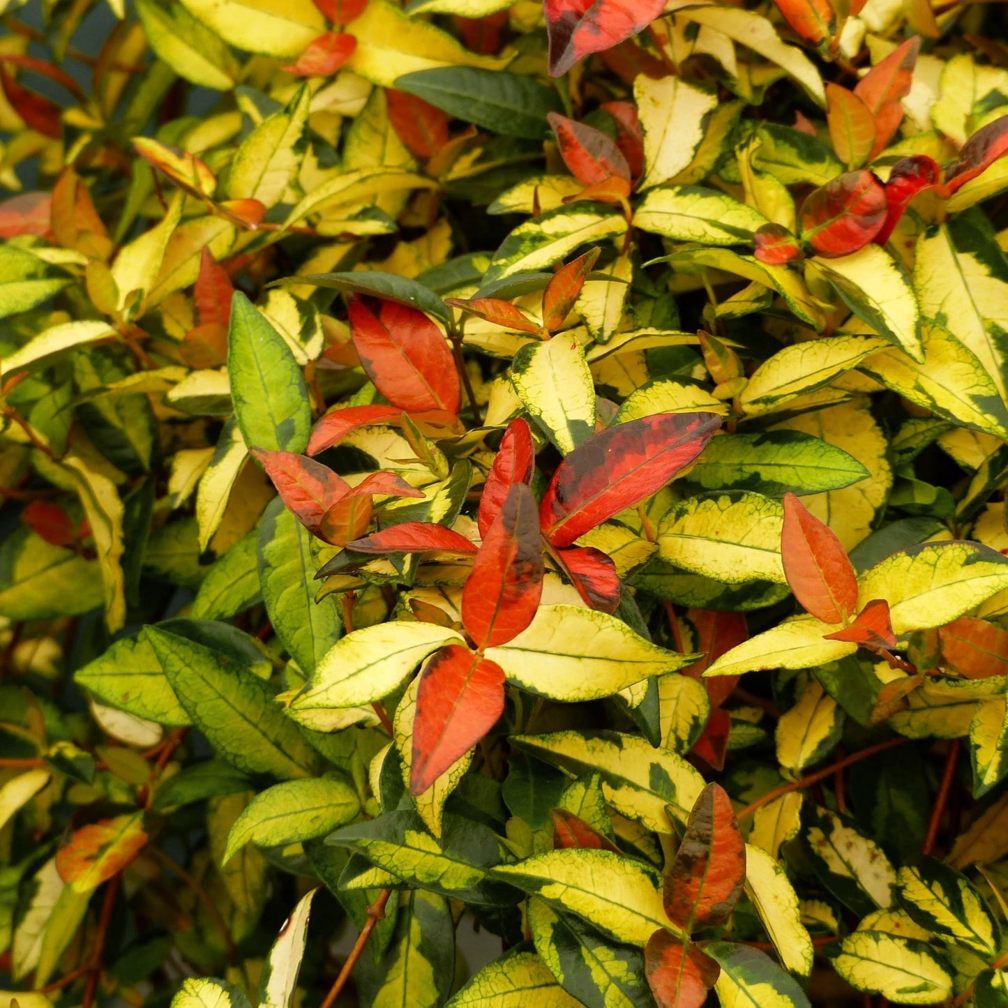 Jasmine Summer Sunset | 10 Live Quart Size Plants | Trachelospermum Asiaticum | Colorful Ground Cover | Ornamental Foliage Plants