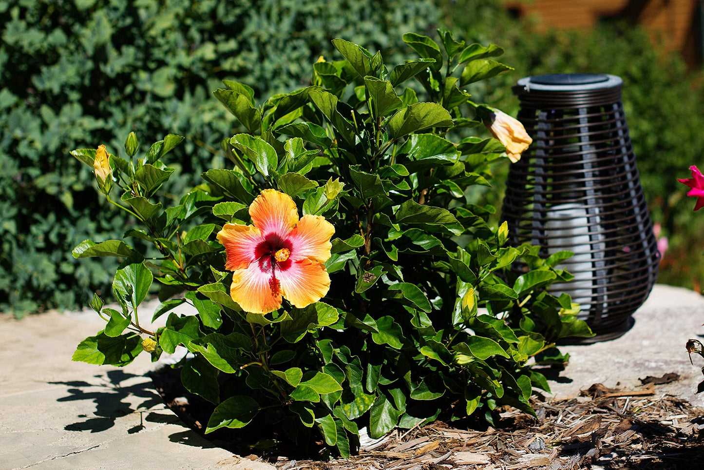 Fiesta Hibiscus Bush - Live Hibiscus Flowering Plant - Tropical Flower Plant - 1 Gallon Planter - Overall Height 10" to 14" - Tropical Plants of Florida