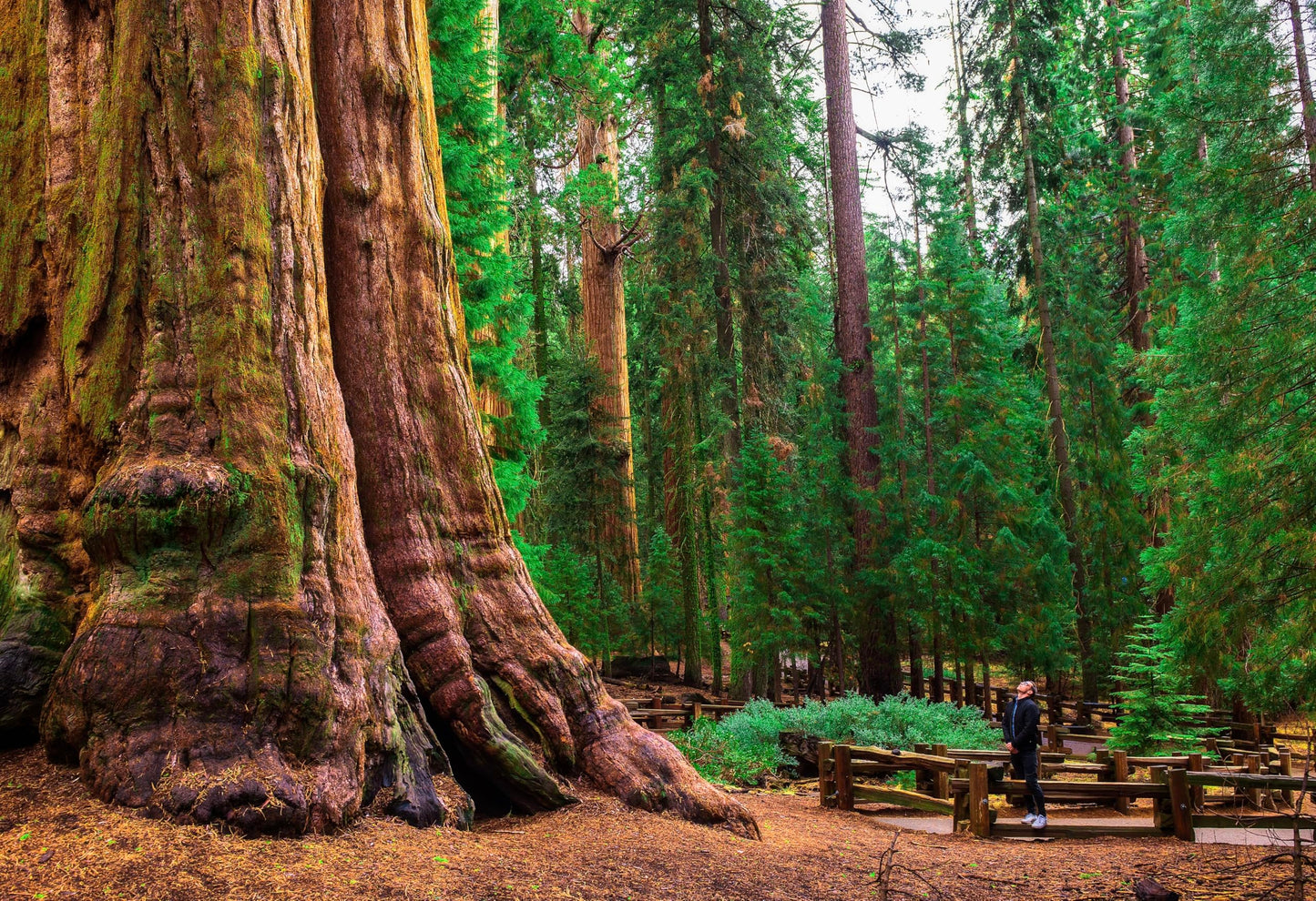 5 Live Giant Sequoia Tree Sapling (Approx. 1'-1.5' Tall)- Nature’s Giant in Your Backyard