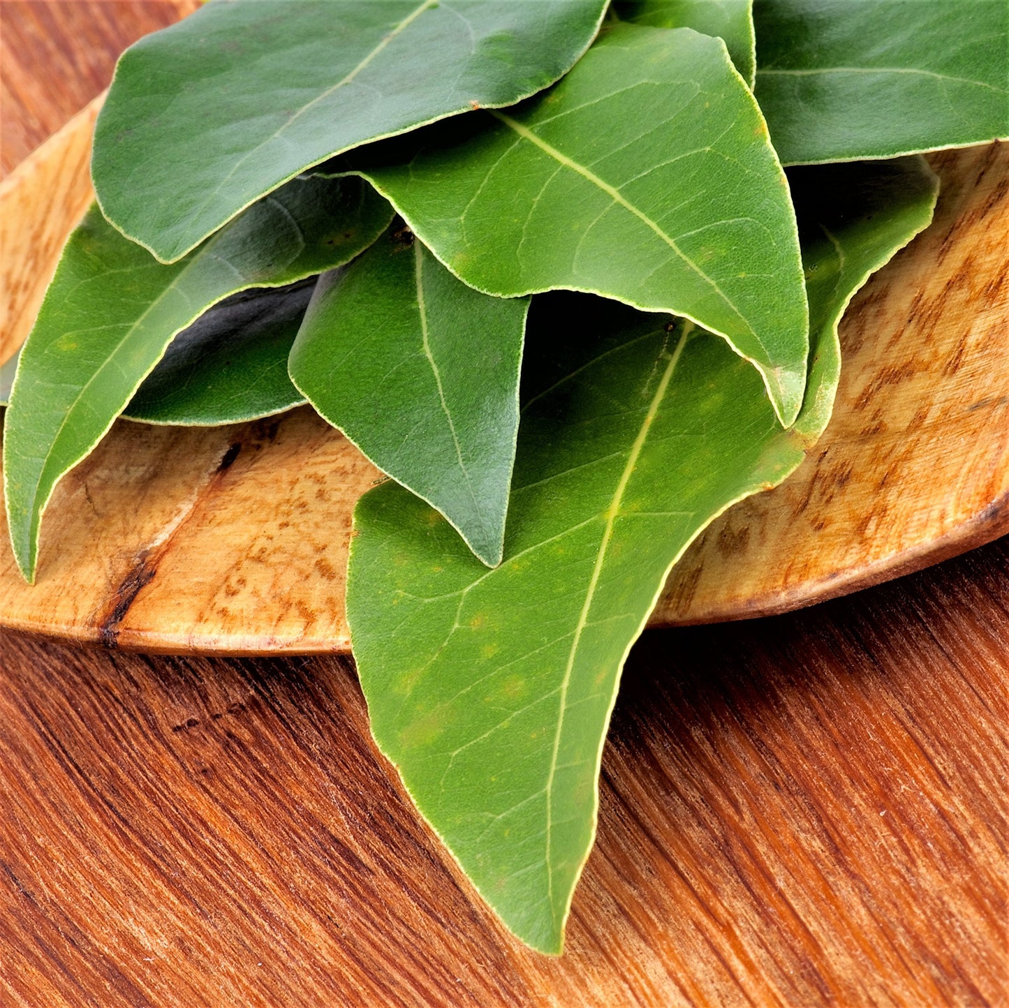 Easy to Grow Bay Laurel 1 Plant - Potted Shrub Herb in Quart Grower Pot, Aromatic Foliage Used in Cooking (Sweet Bay)