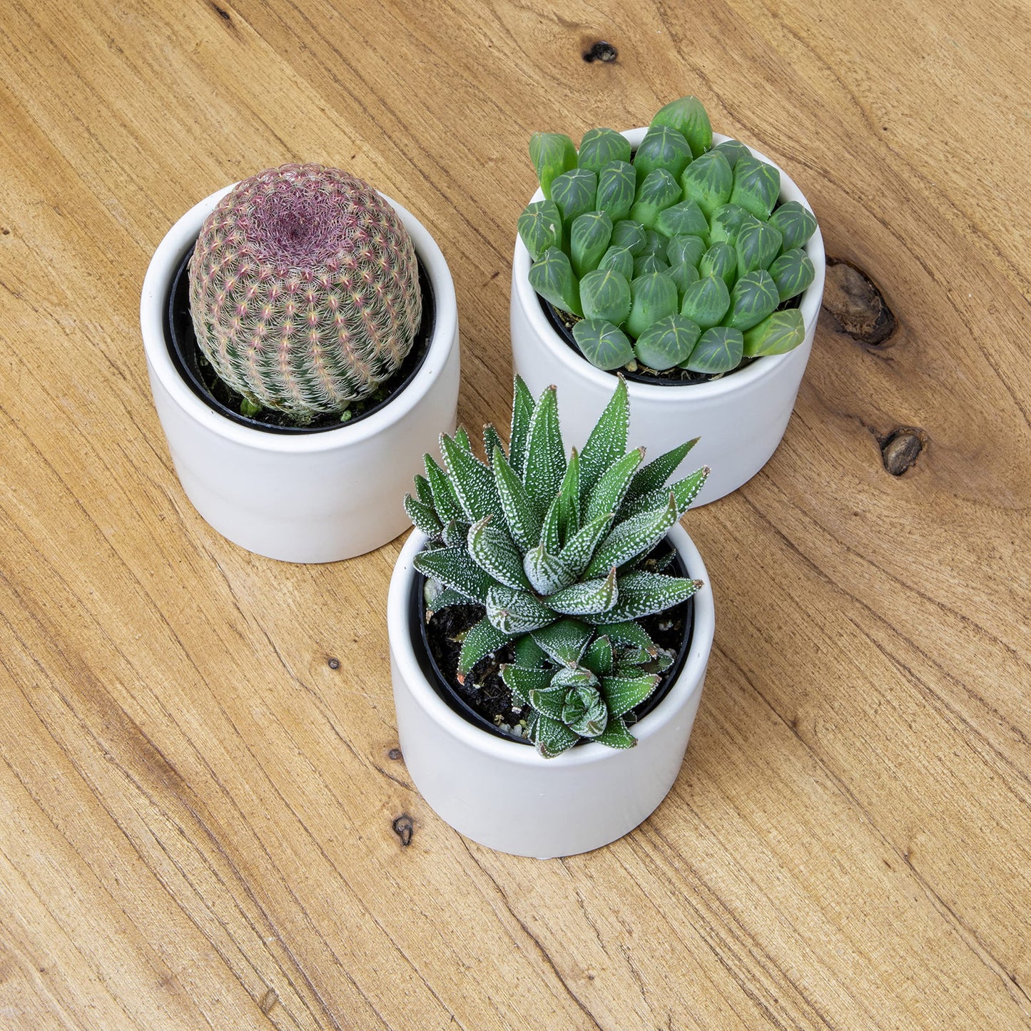 Plants for Pets Live Low Light House Plants in Ceramic Succulent Pots (3 Pack), Gasteria Succulent Plant and Cactus Plants Live with Potting Soil, Haworthia Succulents for Indoor Growing Home Décor