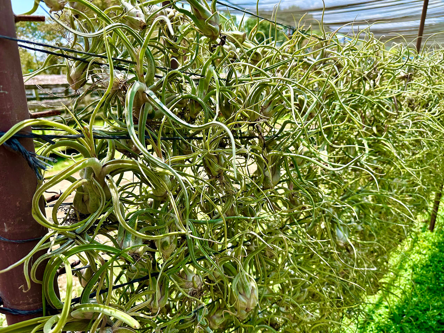 ragnaroc Air Plants - Flowering Tillandsia Caput Medusae, Large 5-7" - 1ct - Live Arrival Guaranteed - House Plants for Home Decor & Gift