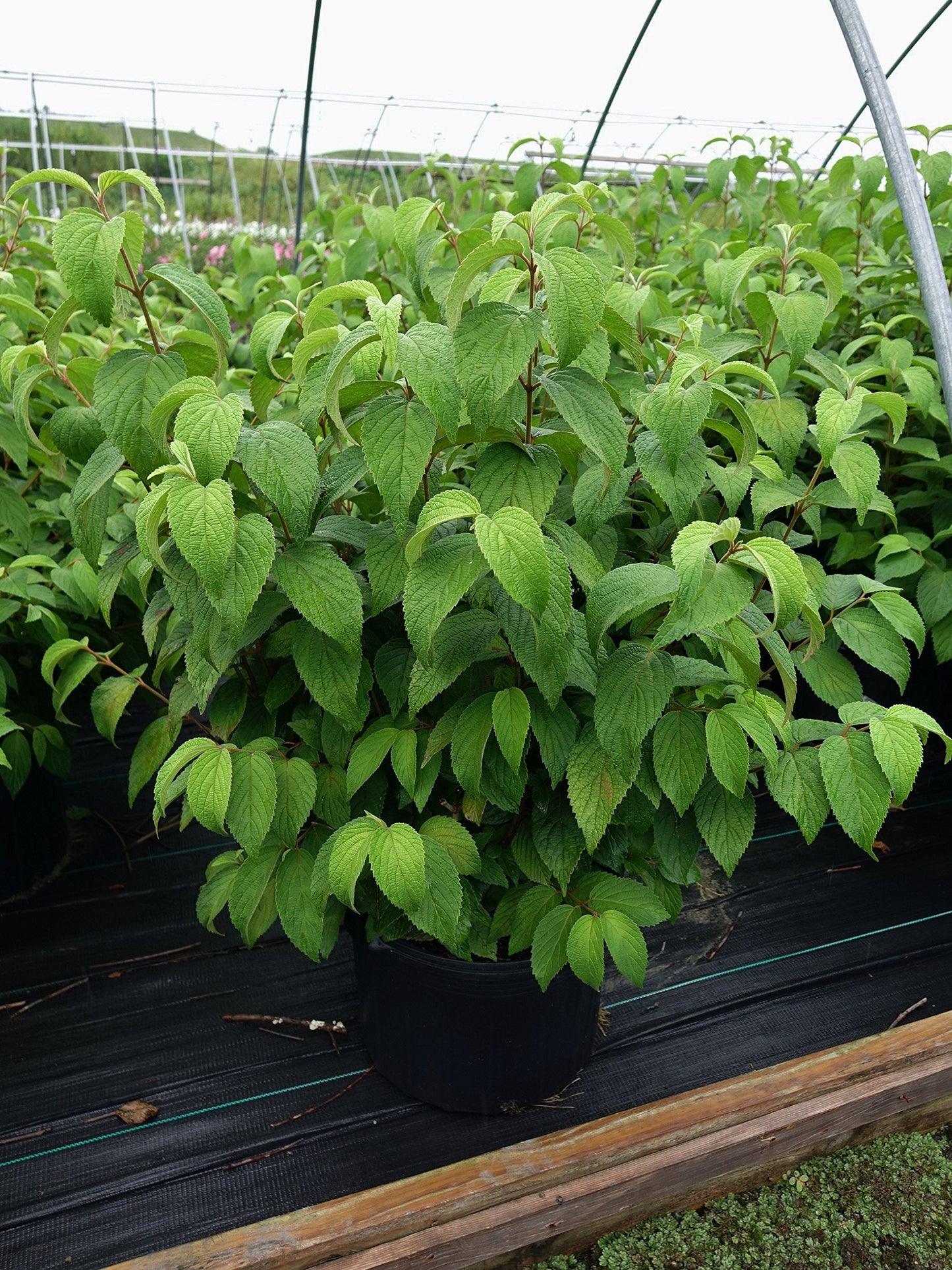 Viburnum p. t. 'Shasta' (Doublefile Viburnum) Shrub, white flowers, #3 - Size Container