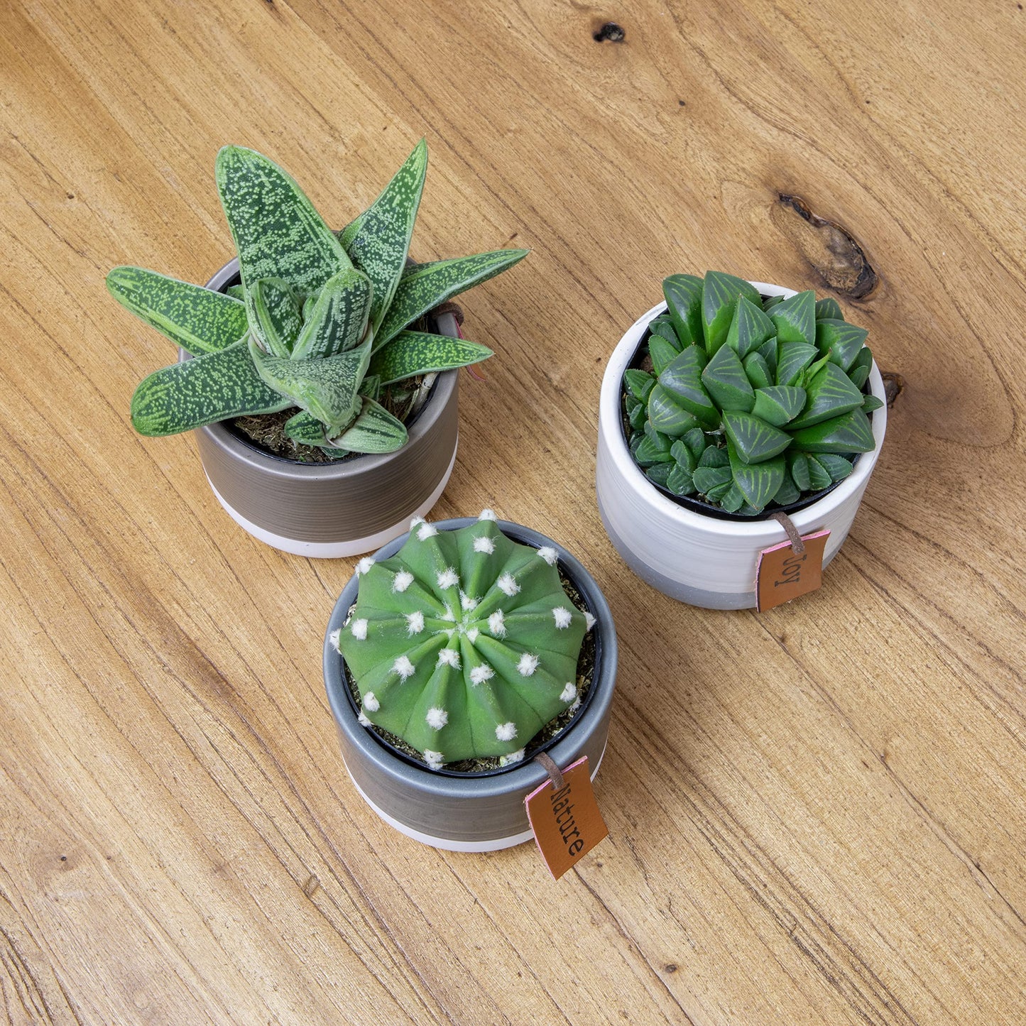 Succulents Plants Live in Pots Set (3 Pack) - Mini Cactus, Haworthia, Gasteria