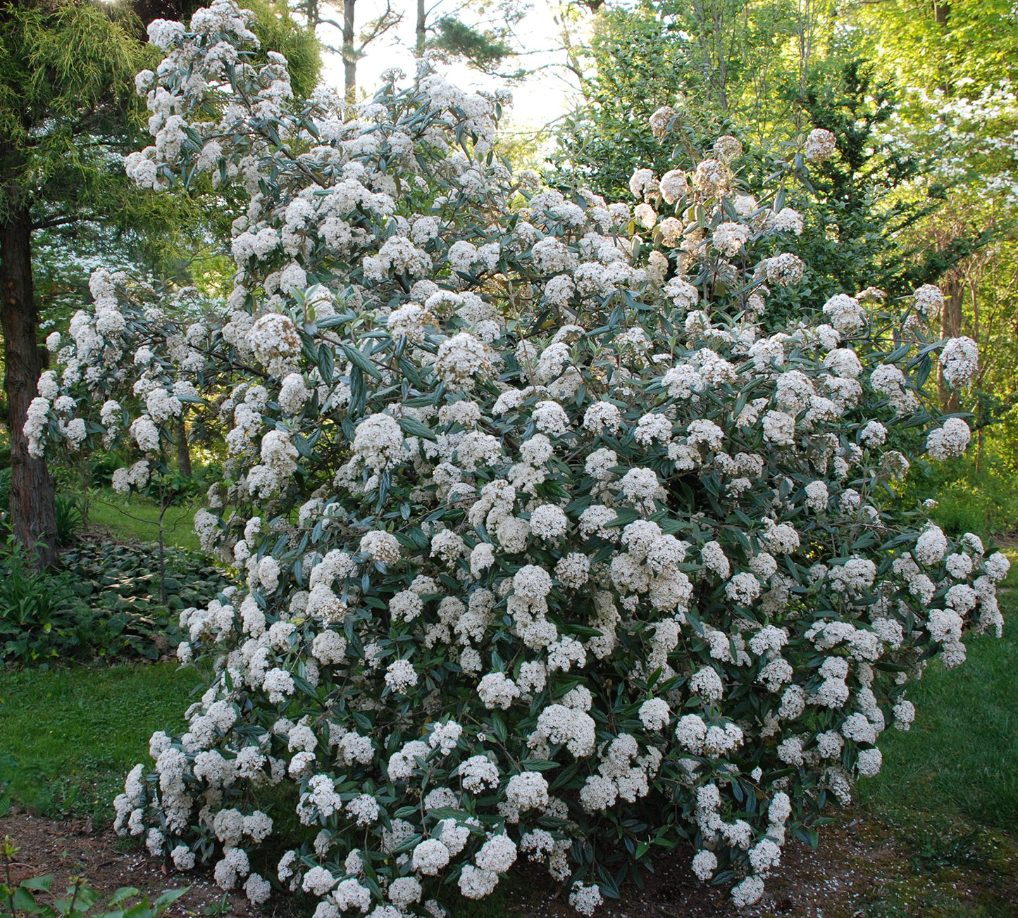 Four Pack of Pragense Viburnum - Evergreen Privacy Hedge - 4 Live Plants Shipped 2 to 3 Feet Tall by DAS Farms
