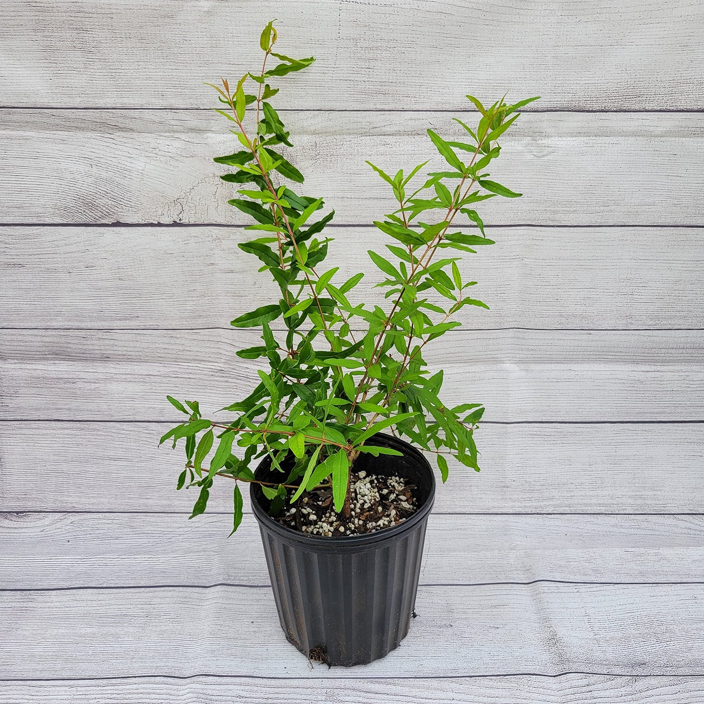 Salavatski Hardy Pomegranate Tree, Live Plant in 6 inch Pot