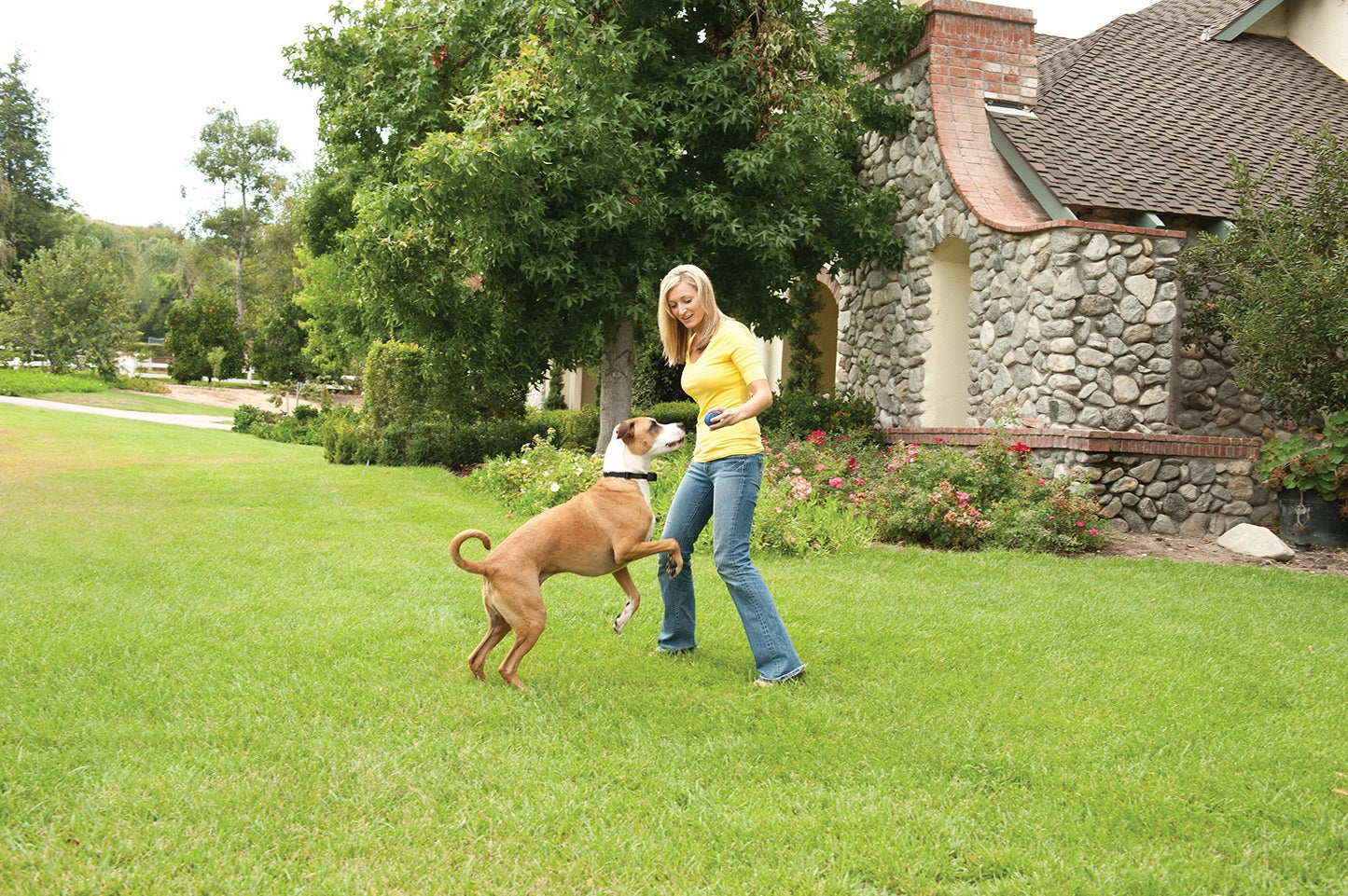 PetSafe Stay+Play Wireless Receiver Collar Blk