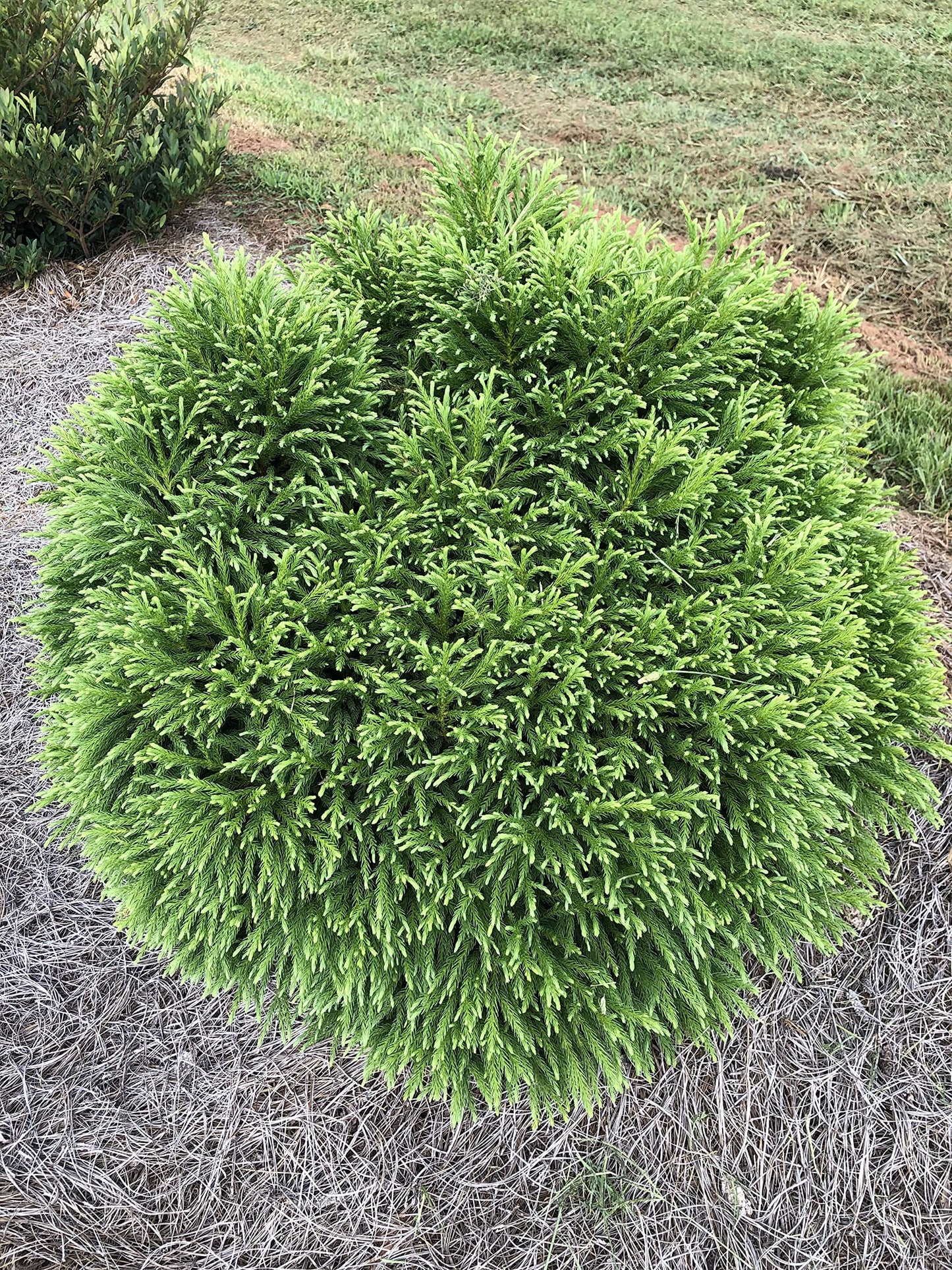 Cryptomeria Japonica 'Globosa Nana' (3 Gallon)