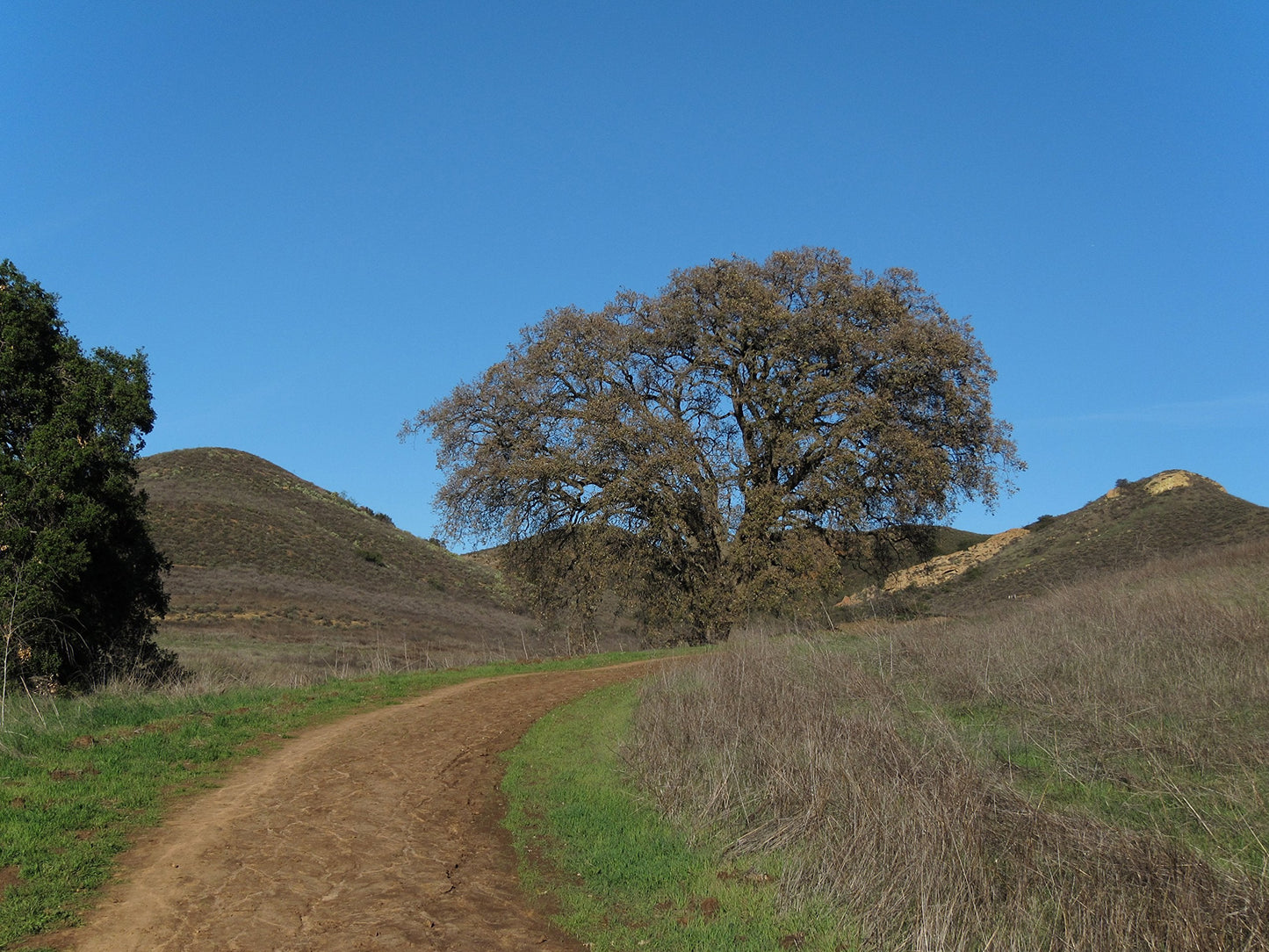 Valley Oak | Medium Tree Seedling | The Jonsteen Company