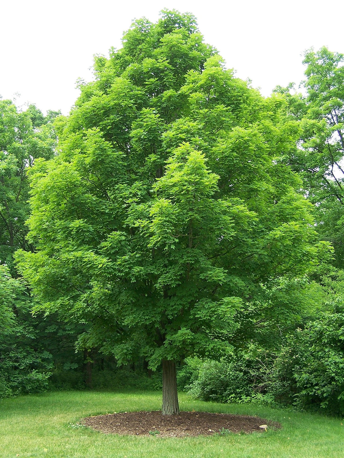 Sugar Maple Shade Tree - Orange and Yellow Fall Color- Live Plant Shipped 2 to 3 Feet Tall by DAS Farms
