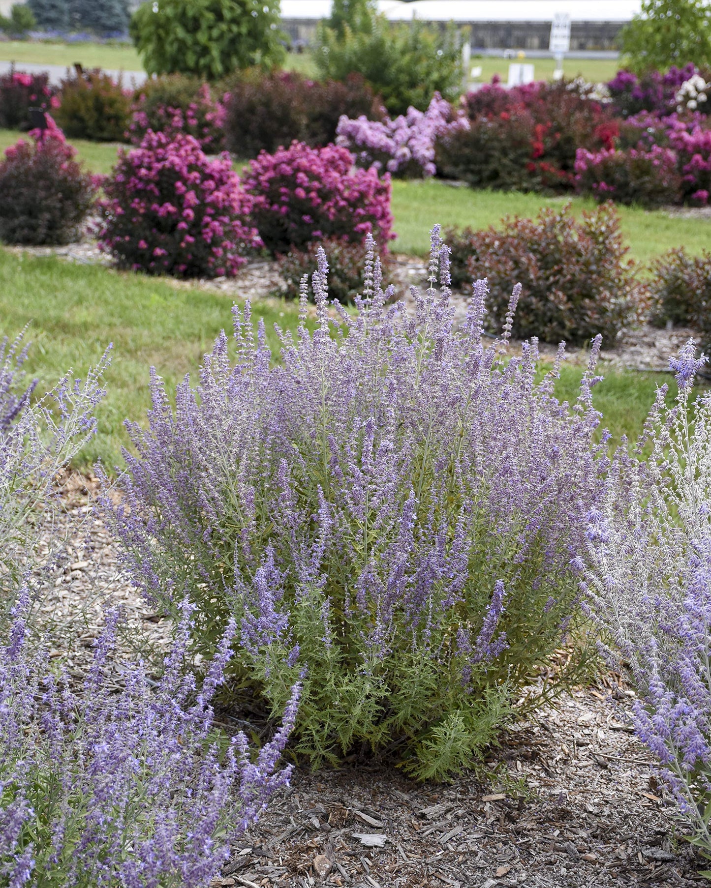Live Plant from Green Promise Farms - Proven Winners, Perovskia atri. 'Sage Advice' Russian Sage, Dark Purple, #1 Gallon Container - Does NOT Ship to AZ, CA, HI, ID, MT, NV, OR, PR, UT & WA!!