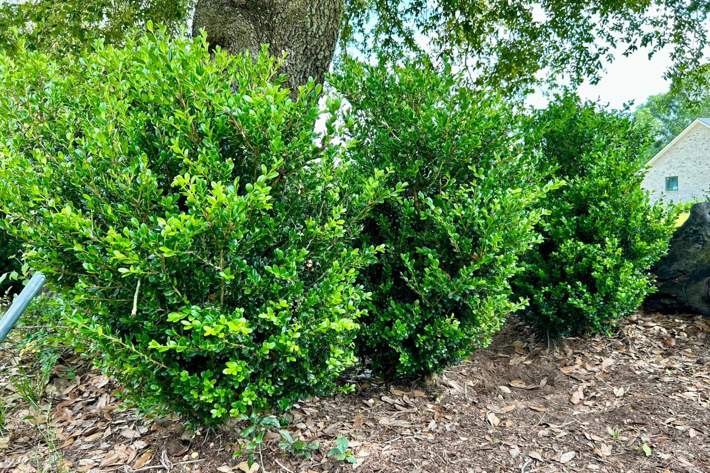 Wintergreen Boxwood, Live Plant, 3 Gallon Container Size, Evergreen Shrub