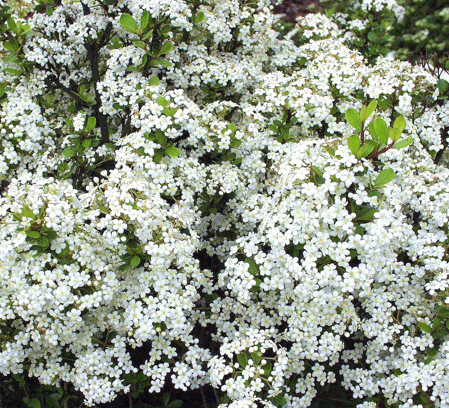 Viburnum Densa | 3 Live Quart Size Plants | Viburnum Obovatum 'Densa' | Compact Evergreen Shrub | Low-Maintenance Privacy Plants for Landscaping