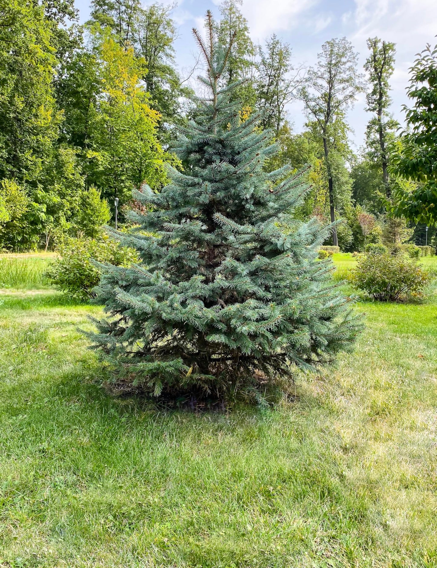 White Spruce Live Tree Seedling Plugs | 6"-12" | Arbor Day Foundation (10-Pack)