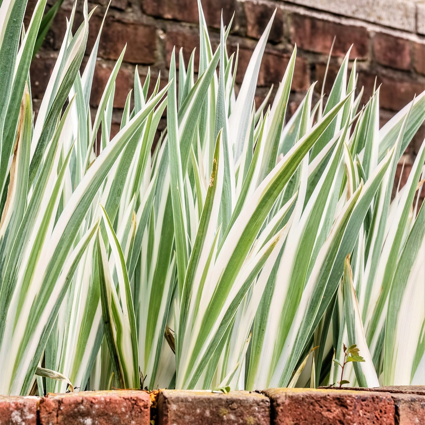 Easy to Grow Iris Pallida Variegata Pack of 1 Potted Flower Bulb - Rooted & Established in 4" Quart Pot, White Variegated Foliage & Purple Blooms in Summer, Plant in Sun Outdoor (Dalmatian Iris)