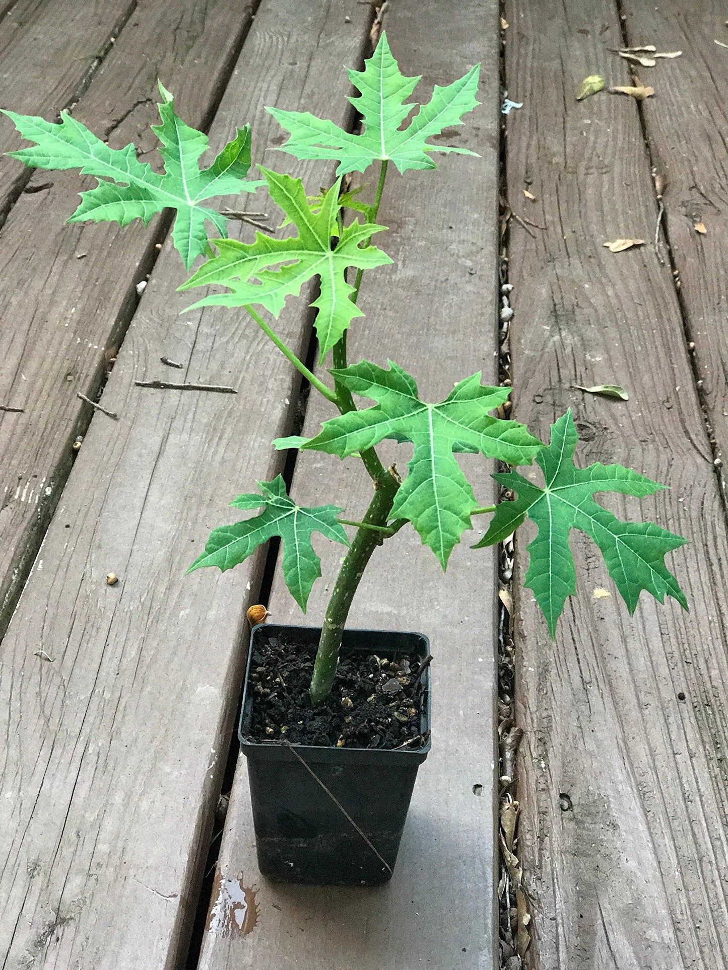CHAYA PLANT /Cnidoscolus aconitifolius/ Mayan Tree Spinach / Deeply-Lobed Variety (1)