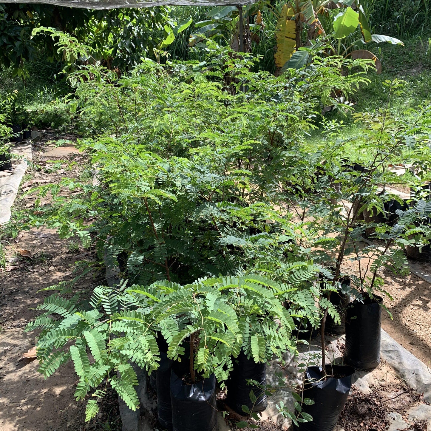 Live Plant - Sour Tamarind (Tamarindus Indica) Live Fruit Tree 2′-3′ Feet Tall