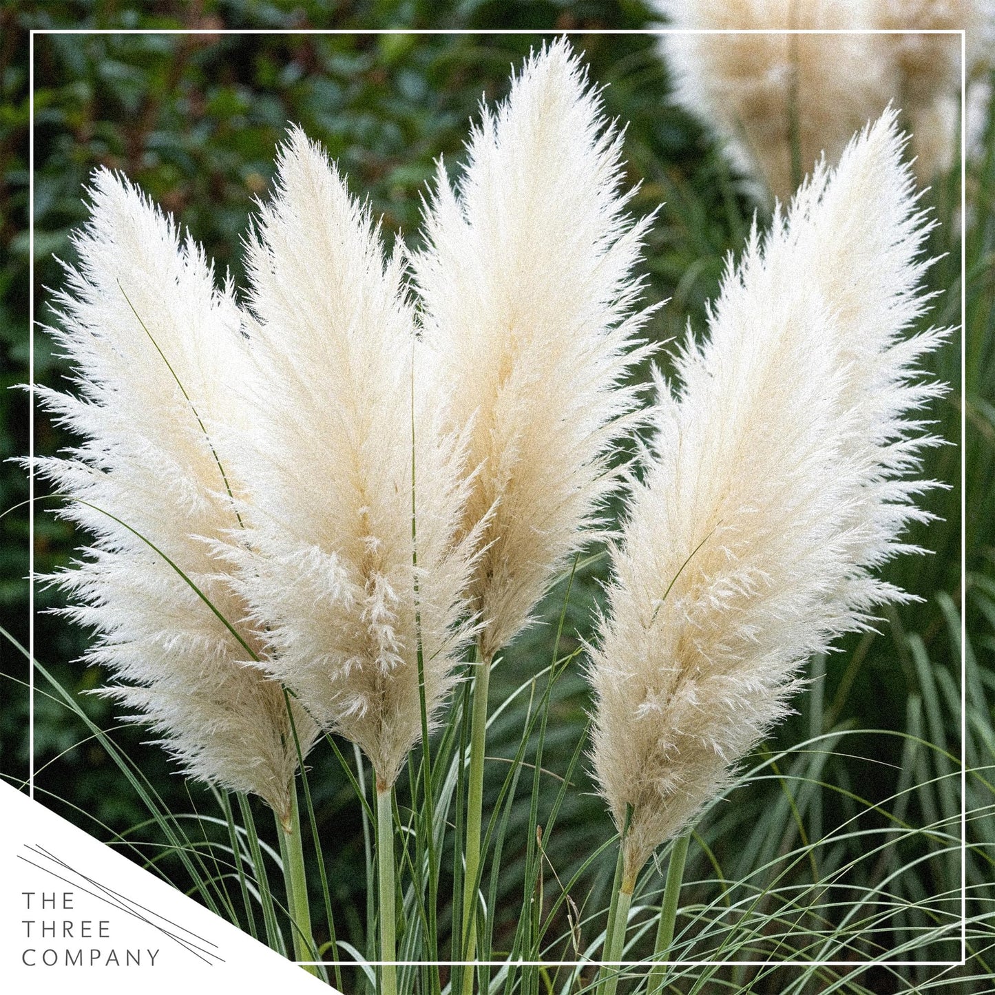 Live Ornamental Pampas Grass (Cortaderia selloana) - Assorted Pink and White (2 Pack) - Perennial Accent Plant - 10" Tall by 5" Wide in 1.5 Qt Pot