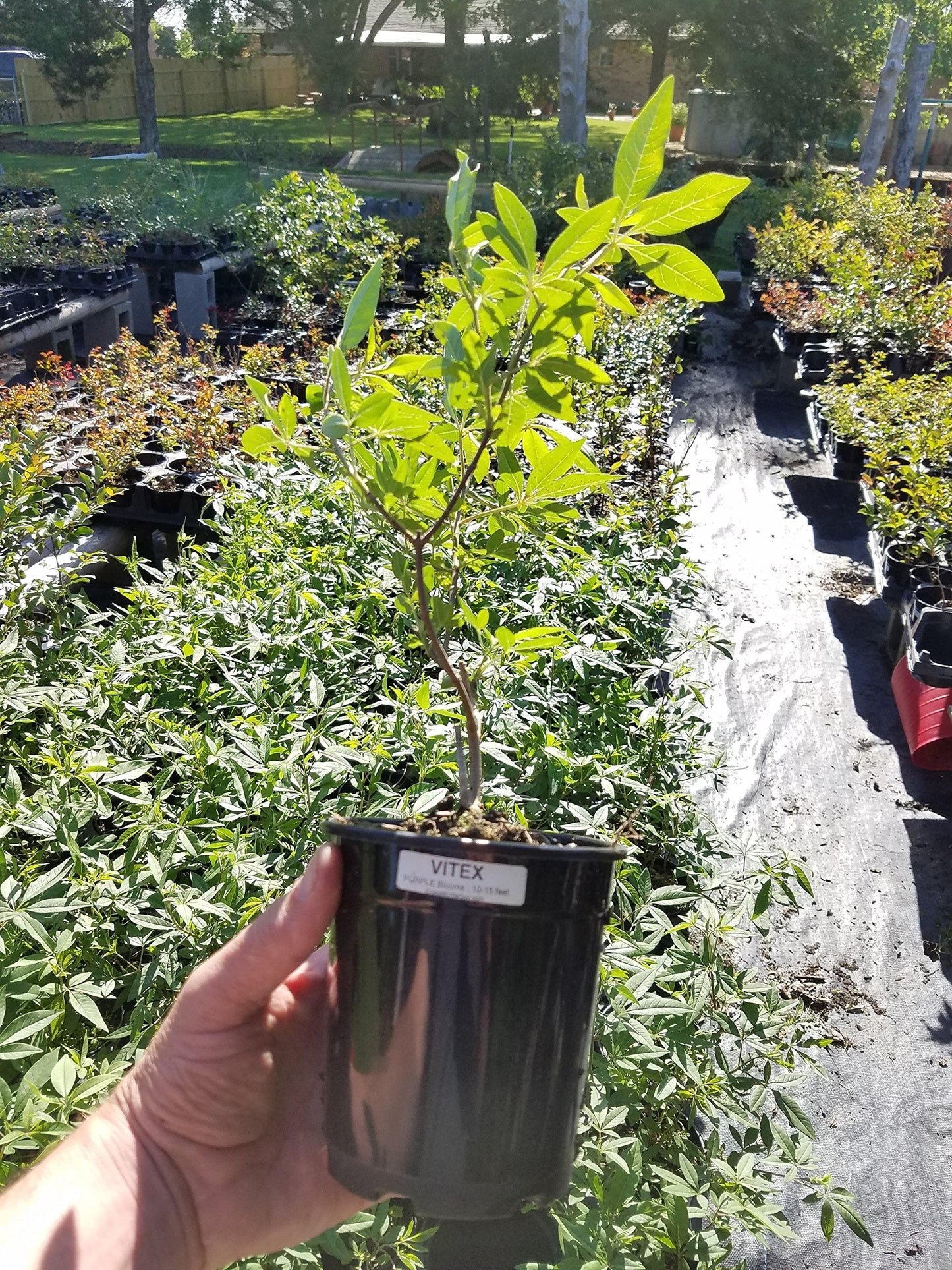 Bundle of 12 Texas Lilac Vitex Chaste Trees - Live Lilac Bush Plants - Quart Containers - FIBROUS Root System - Purple Blooms - Crape Myrtle Guy