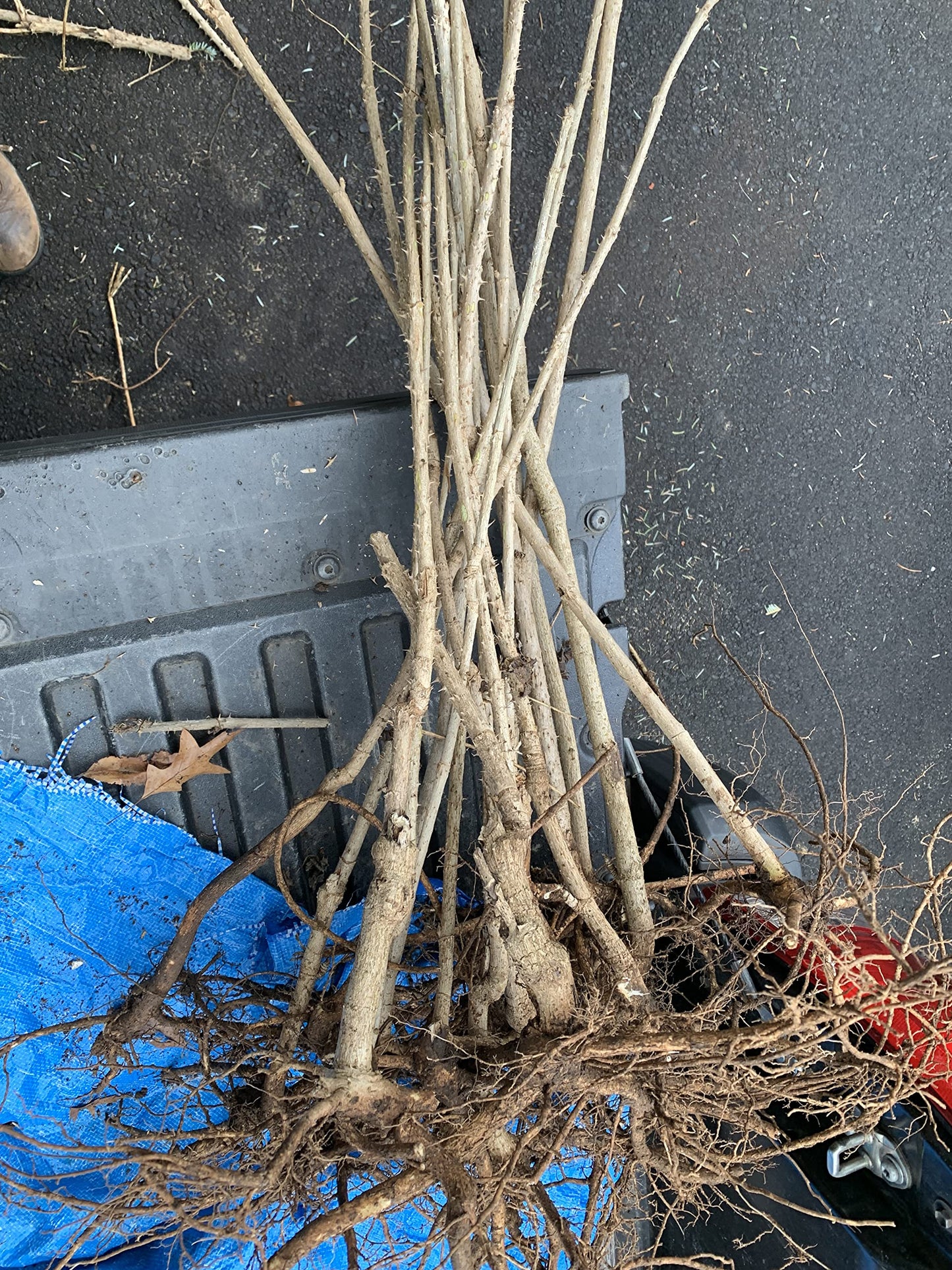 12-24 inches Tall Aralia spinosa Tree - 1 Plant Devil's Walkingstick