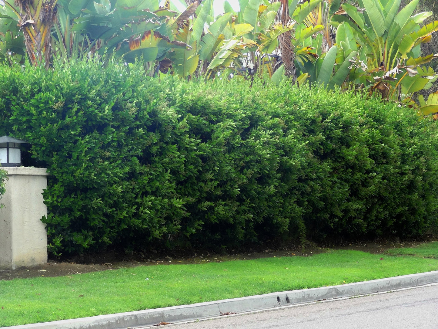 Ligustrum Waxleaf Privet - 30 Live Plants - Evergreen Privacy Hedge Shrub