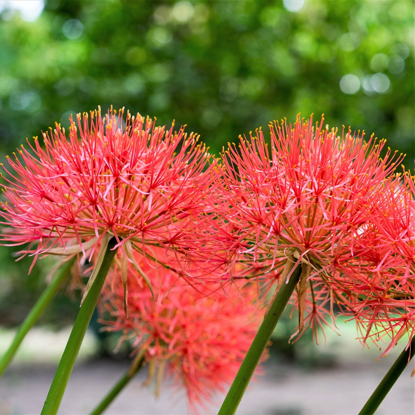 Easy to Grow Red 'African Blood Lily' Plant Bulbs (3 Pack) - Beautiful Uncommon Red Flowering Blooms in Summer Gardens