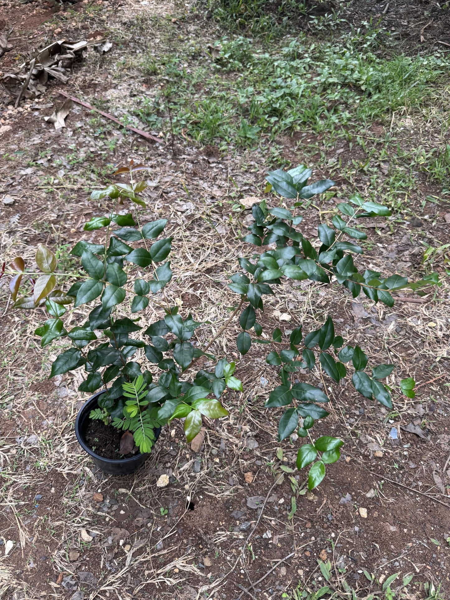 Surinam Cherry (pitanga) Eugenia uniflora Live Plant 10inch-18inch