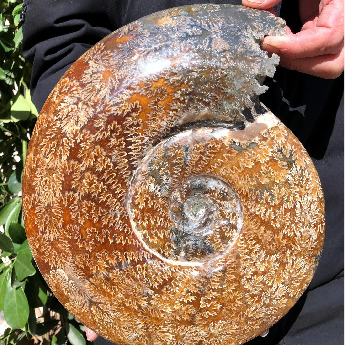 2.2-3.3 LB Large Polished Ammonite Fossil - Real Fossils with Crystal Decoration, Natural Healing Stone for Home & Office, Unique Educational Specimen 1 PC