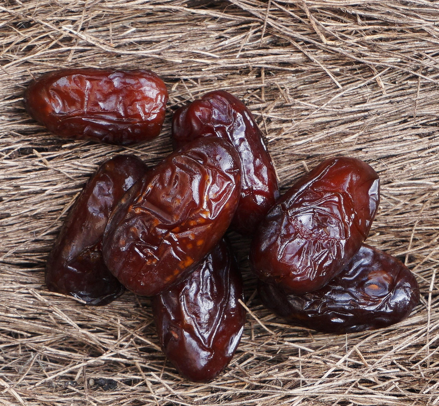 10 Medjool Date Palm SEEDS, Pits, Phoenix dactylifera Large Fruit Mejhool Dates