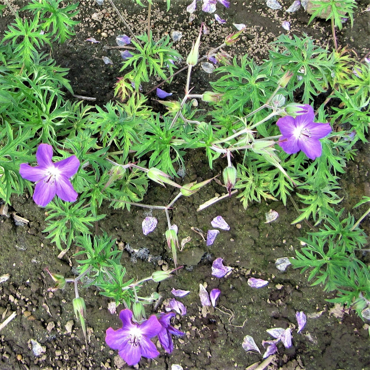 Easy to Grow Geranium Kashmir Purple 3 Roots (Hardy Cranesbill) - Purple Flowers Bloom Summer to Fall in Sun