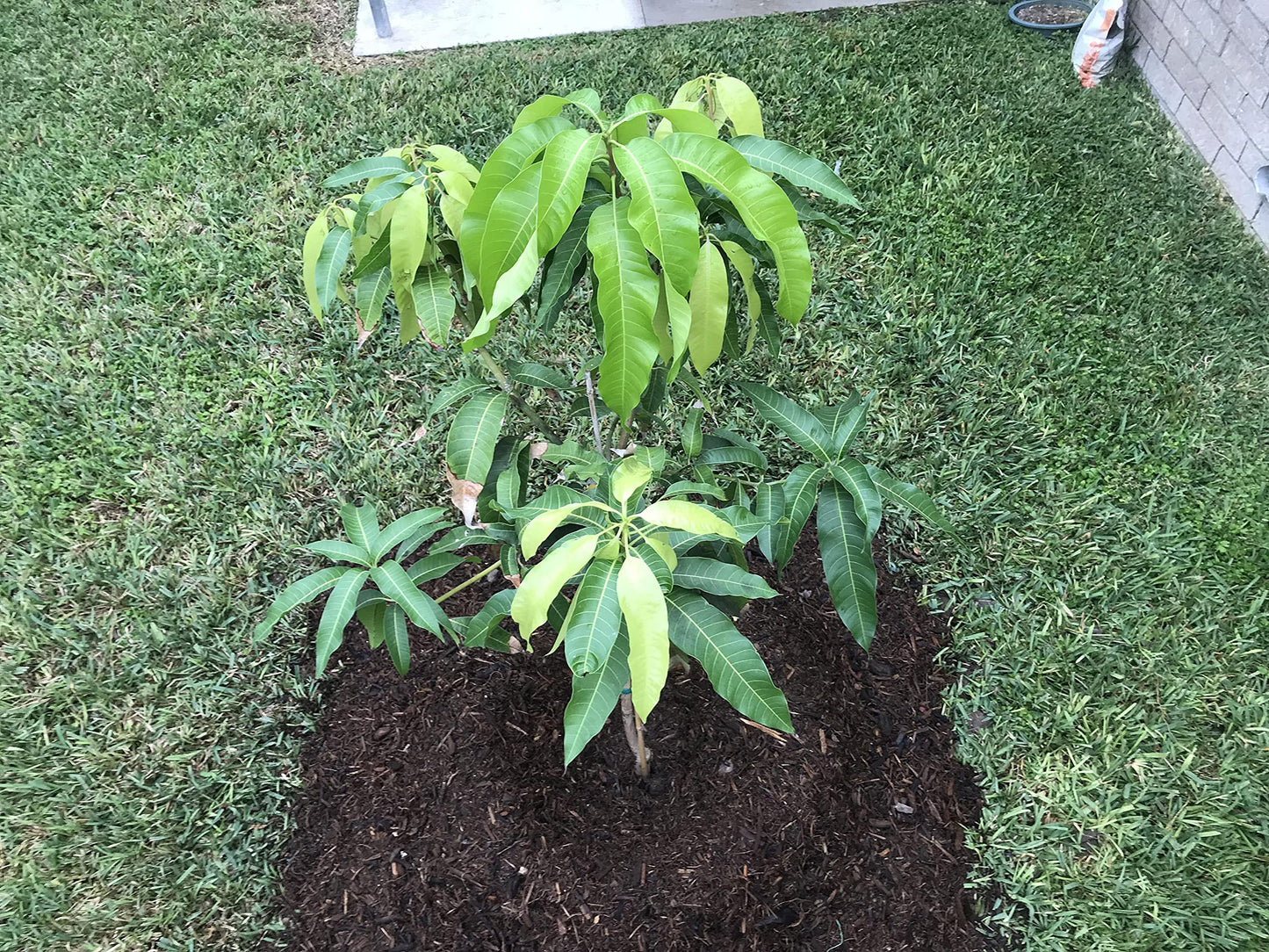 Mango Tree - Live Fruit Tree in a 3 Gallon Pot - Mangifera Indica 'Coconut Cream' - Tropical Edible Fruit Bearing Tree