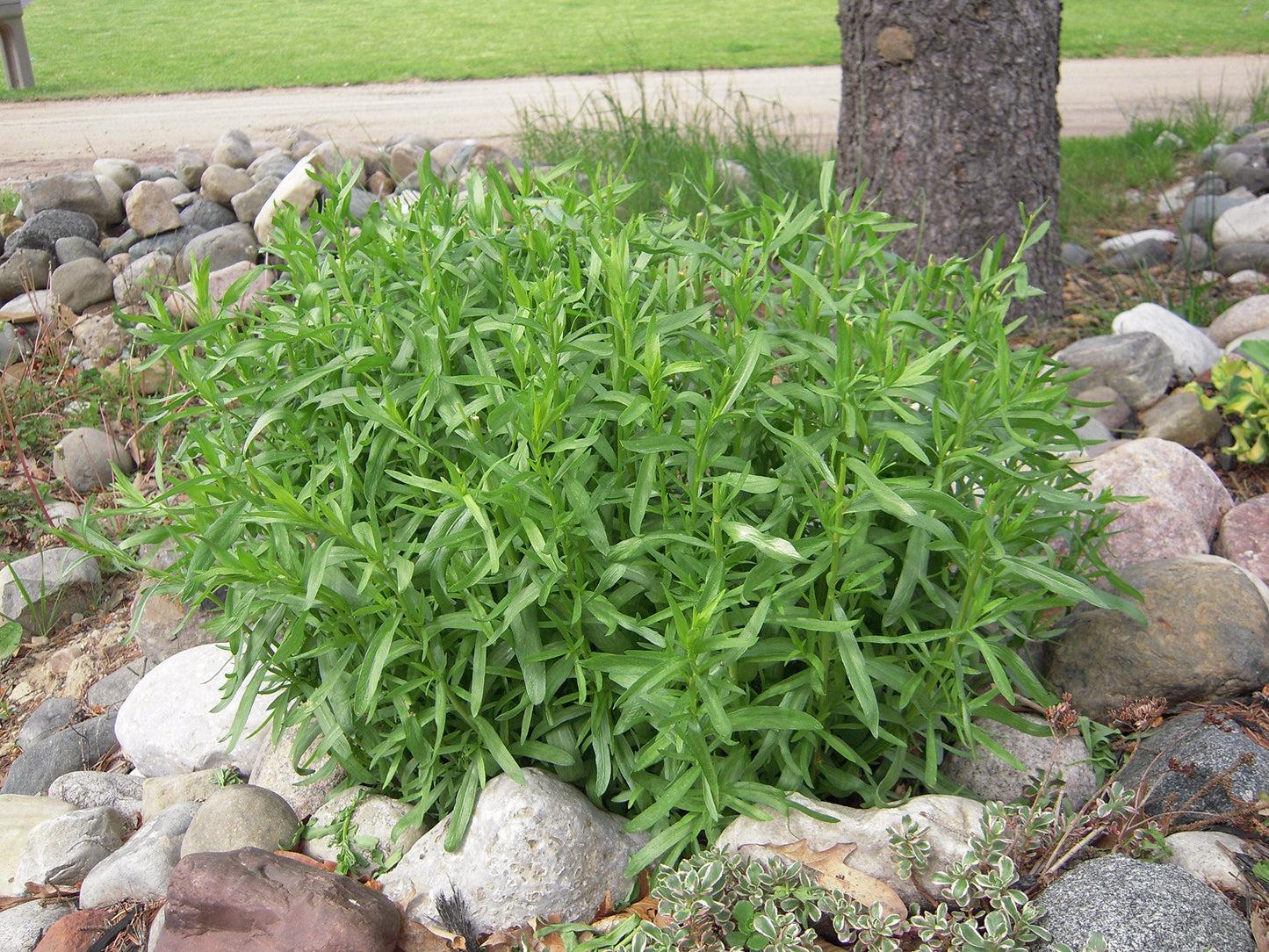Clovers Garden French Tarragon Herb Plants - Two (2) Live Plants – Non-GMO - Not Seeds - Each 4" to 8" Tall – in 4" Inch Pots - Propagated from Authentic French Plants