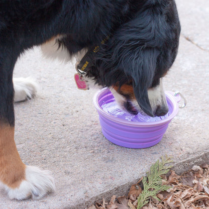 Sale Collapsible Silicone Water Travel Bowl with Clip for Dog and Cat, Portable and Durable Pop-up Feeder for Convenient On-The-go Feeding Size: Large (5 Cups) Grey