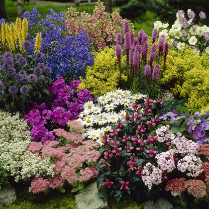YouGarden Pack of 12 Mixed Winter Hardy Perennial Plants in 9cm Pots, Garden Ready Autumn Bedding Plants in 9cm Pots, Extremely Hardy